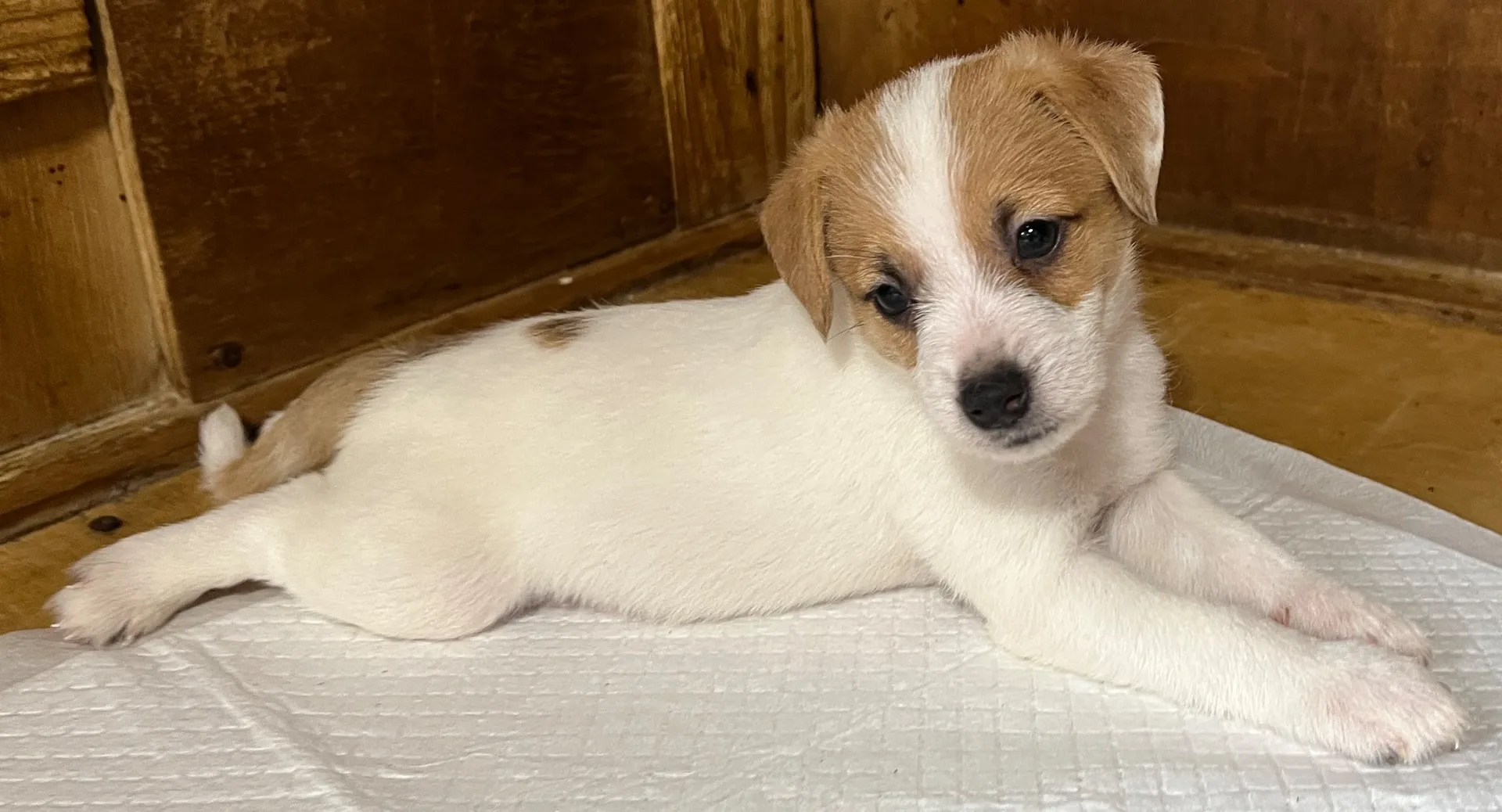 わさび三男くん、2025年10月3日生まれ