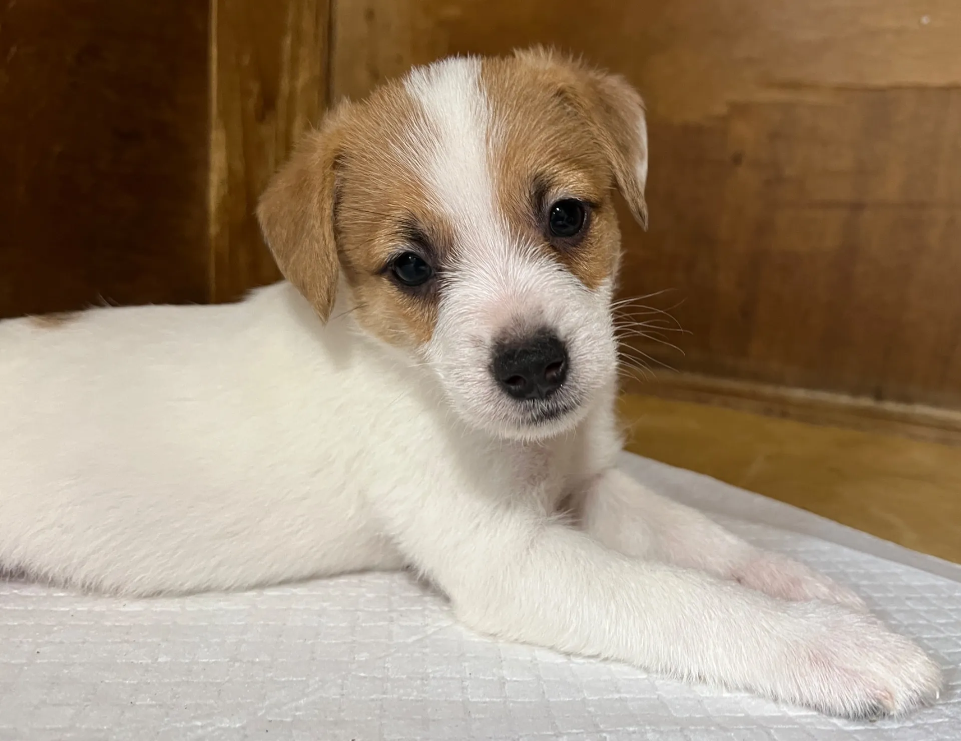 わさび三男くん、2025年10月3日生まれ