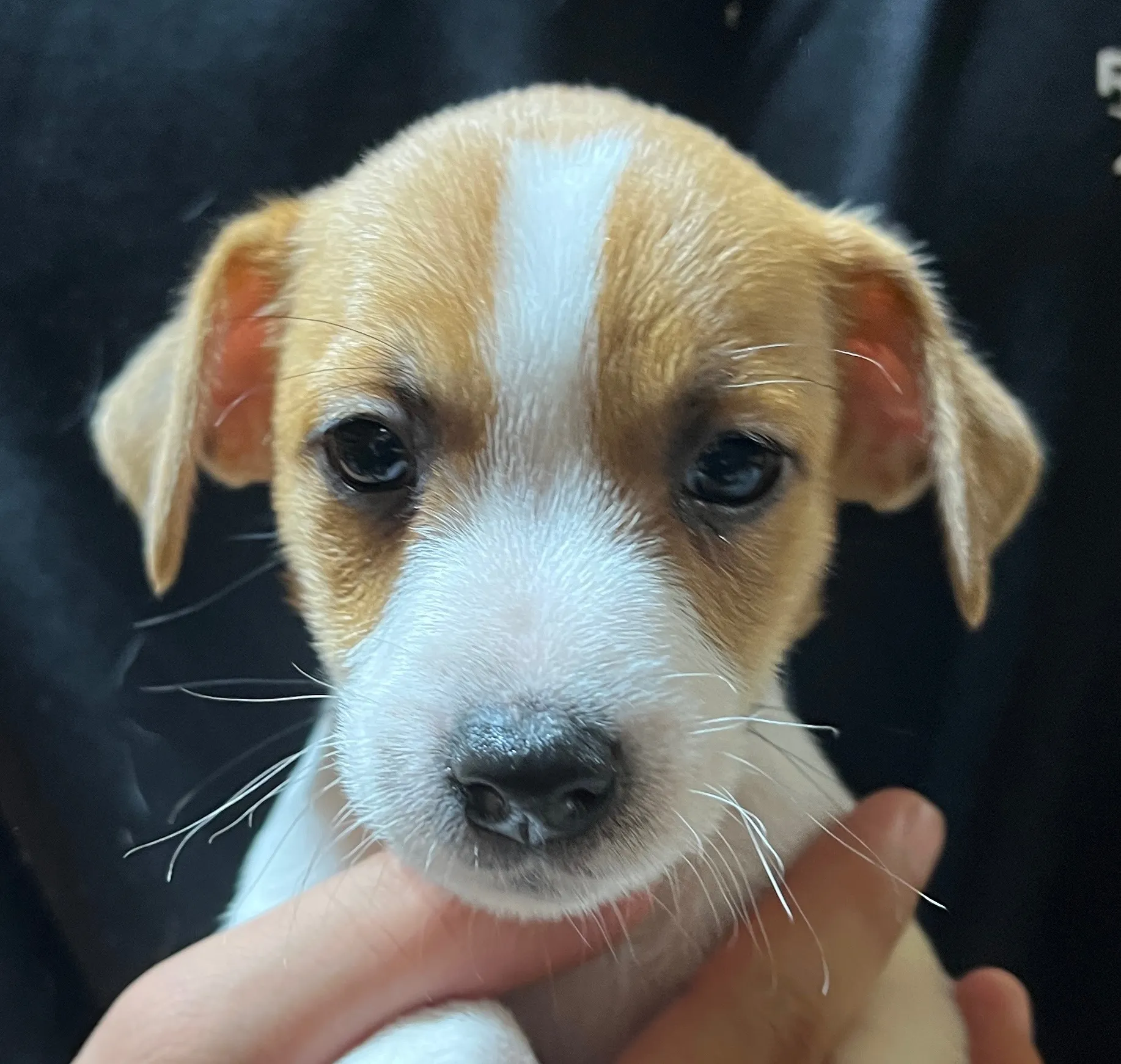わさび次男くん、2025年10月3日生まれ