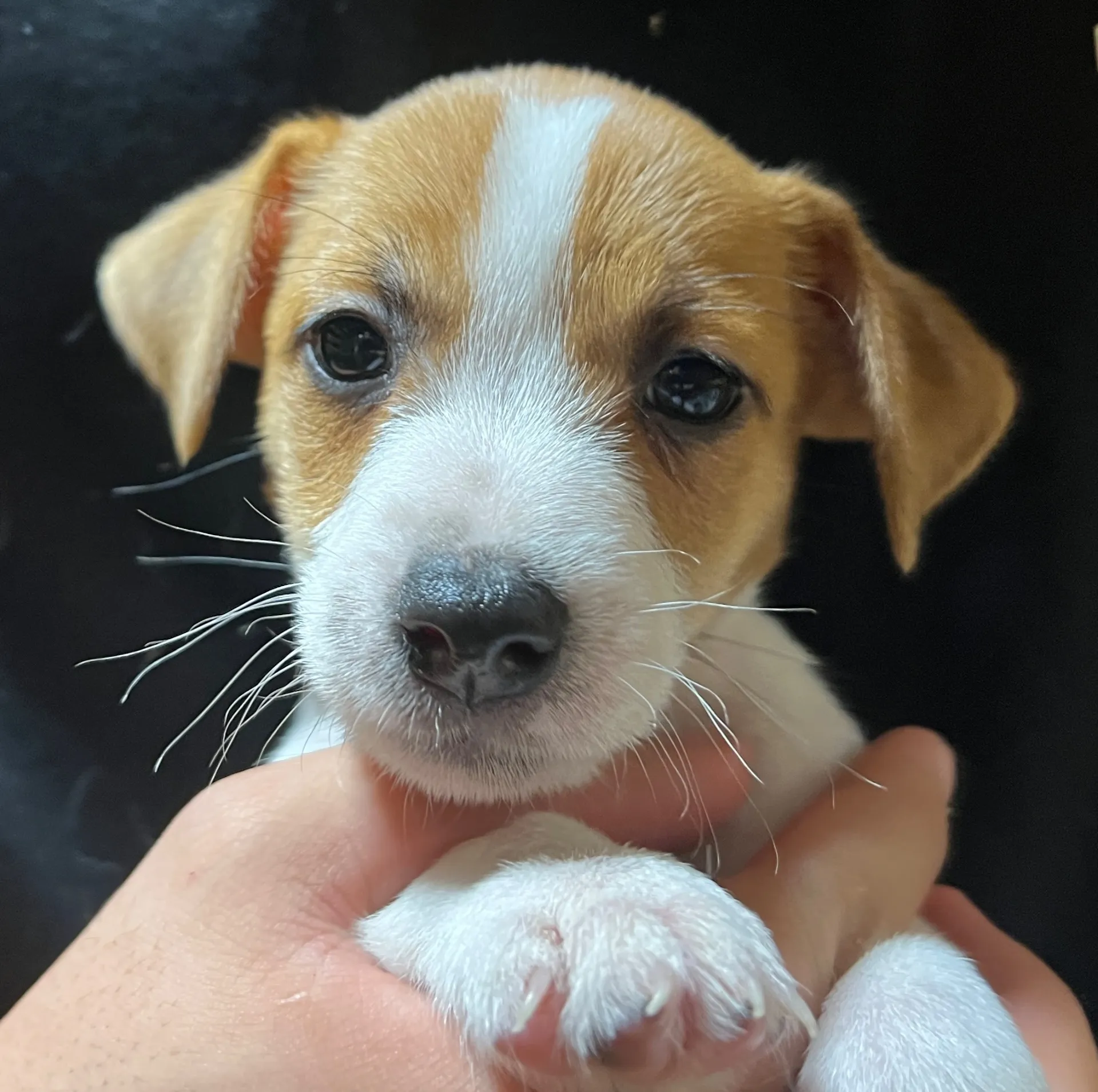 わさび次男くん、2025年10月3日生まれ