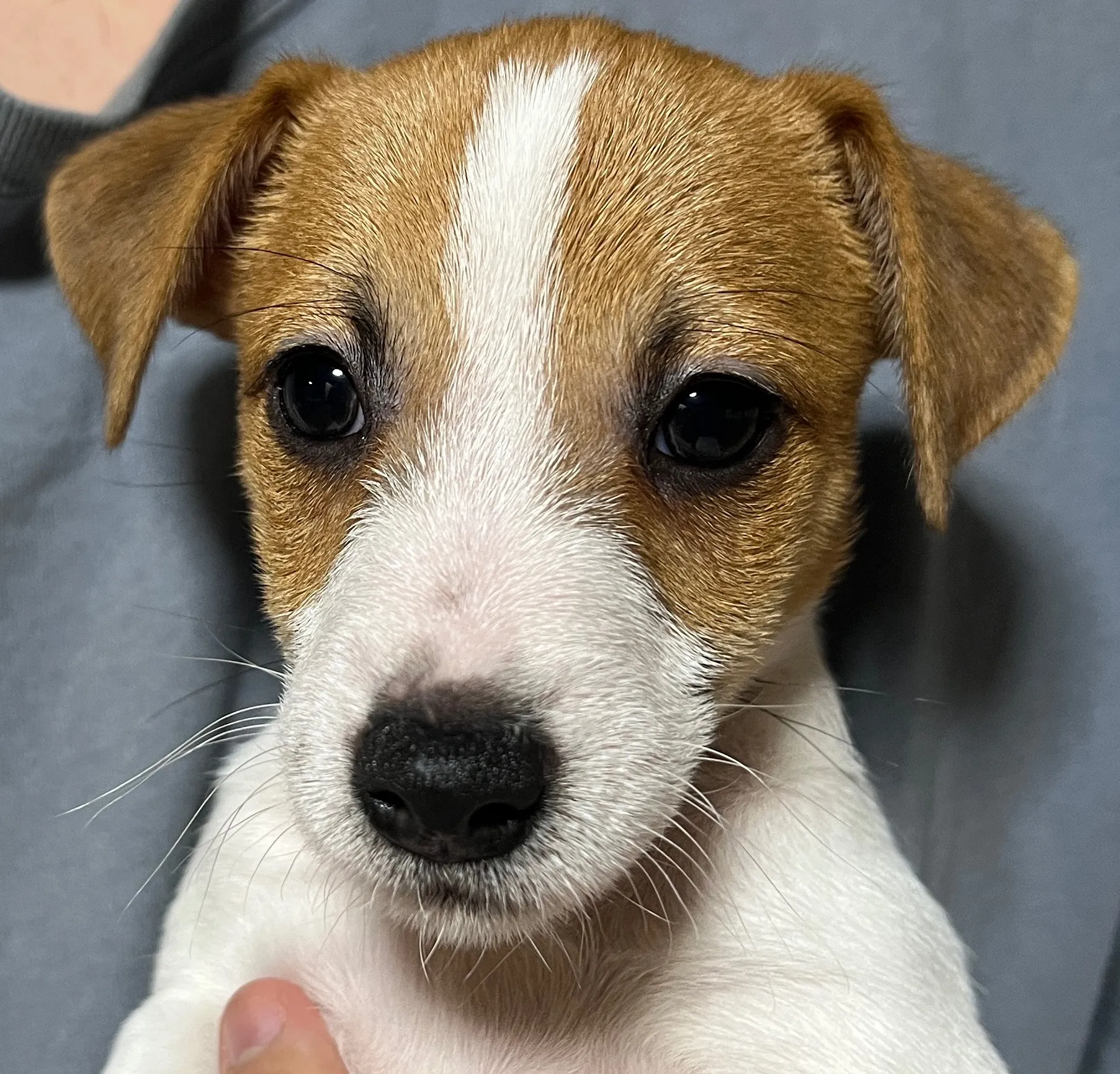 わさび次男くん、2025年10月3日生まれ