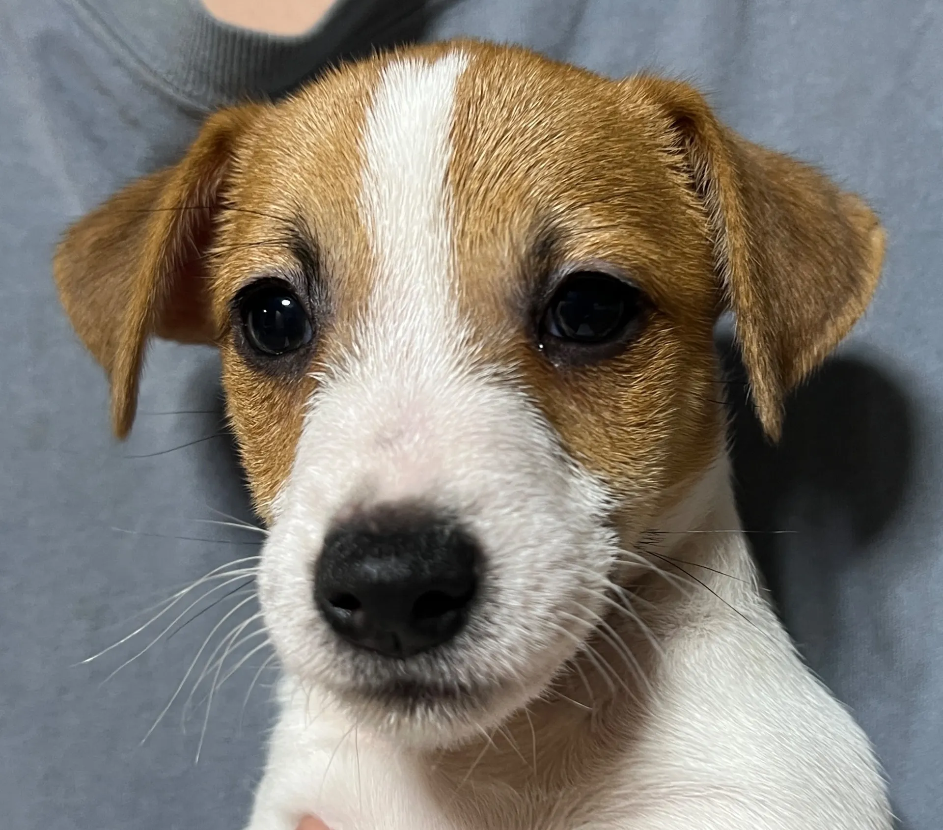 わさび次男くん、2025年10月3日生まれ