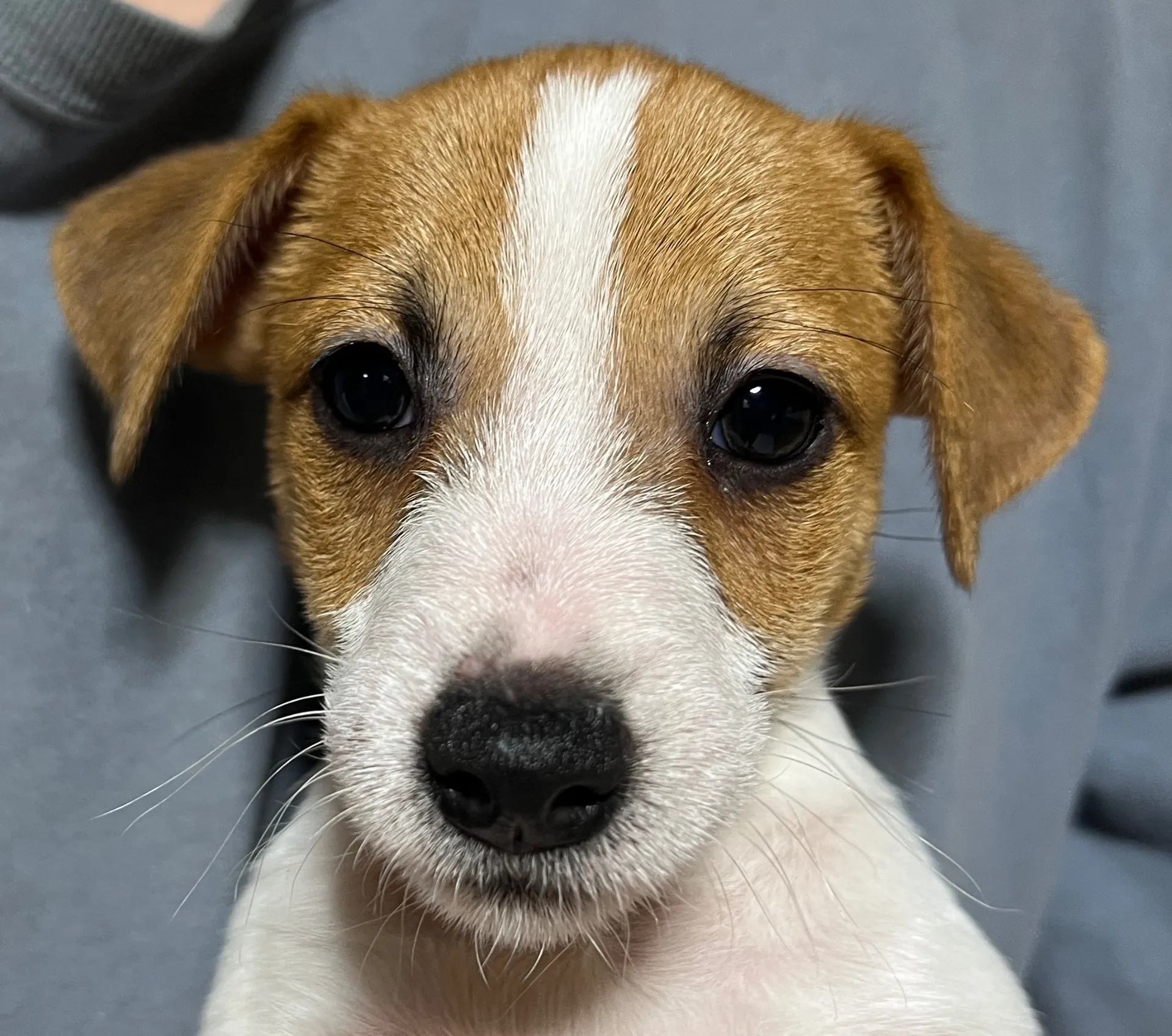 わさび次男くん、2025年10月3日生まれ
