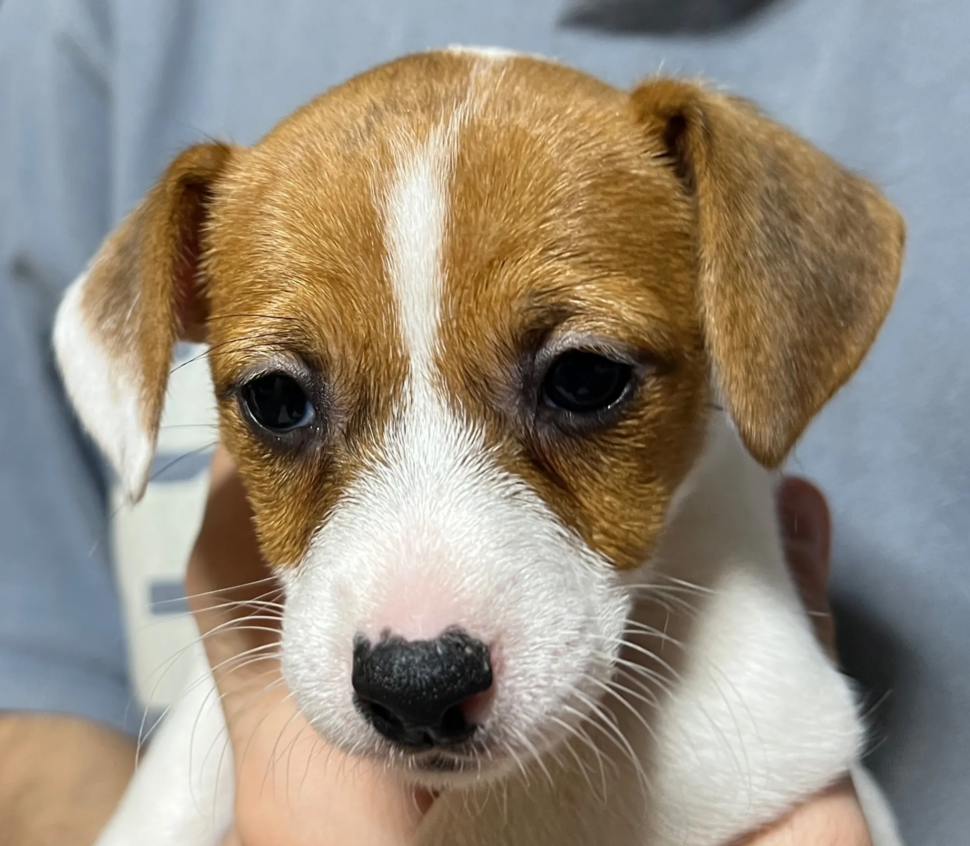 りあら次女ちゃん、2025年10月14日生まれ