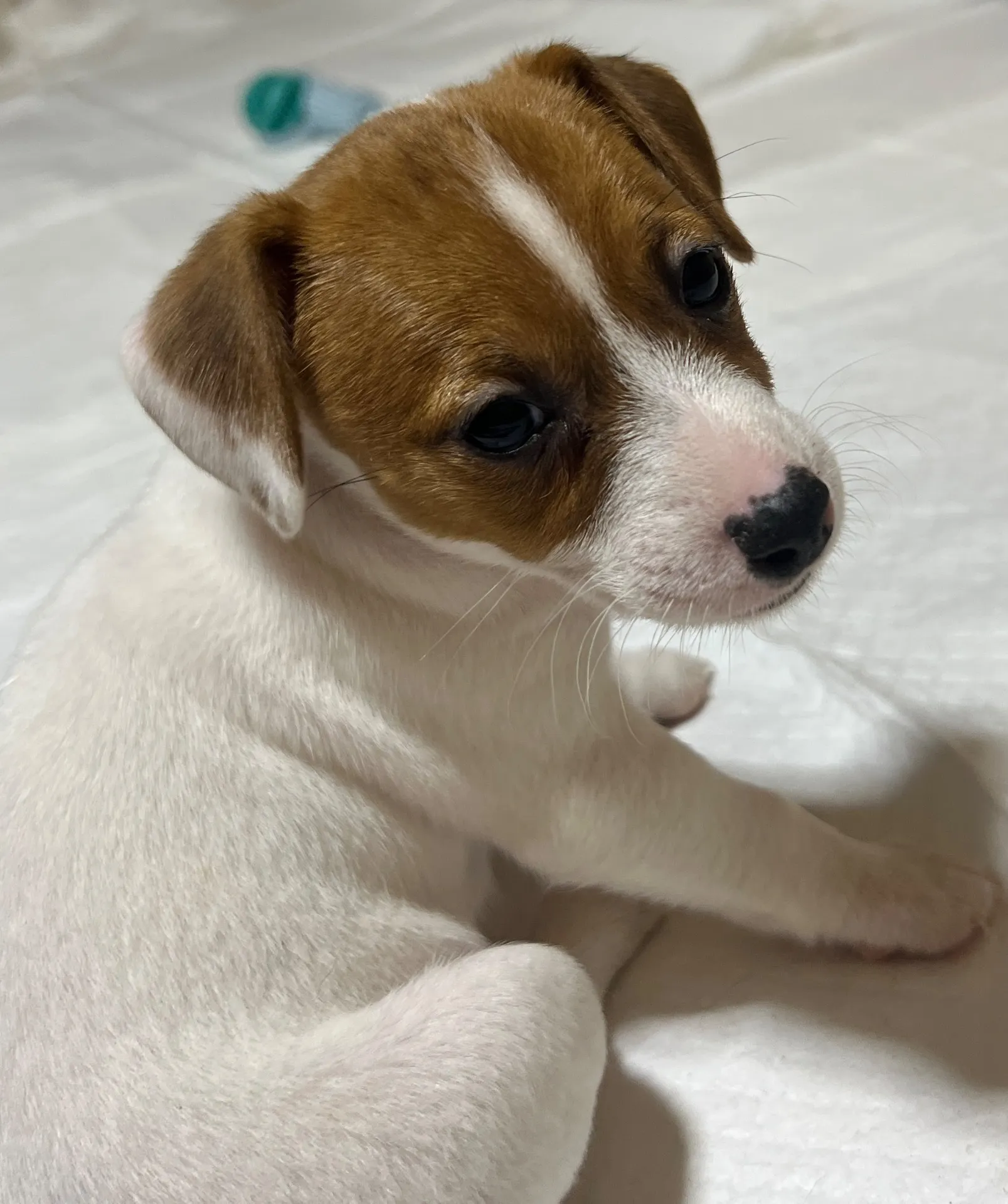 りあら次女ちゃん、2025年10月14日生まれ