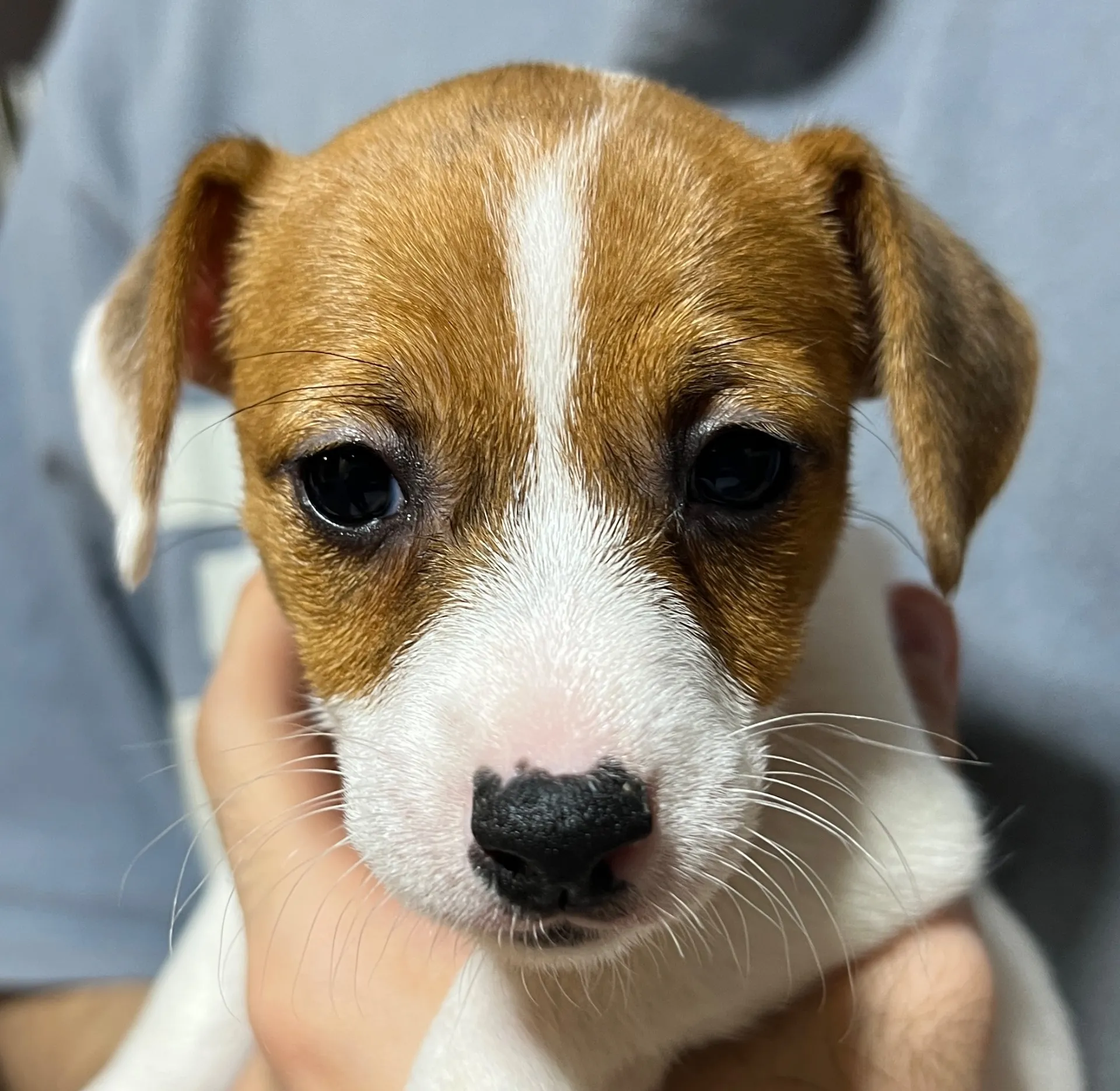 りあら次女ちゃん、2025年10月14日生まれ