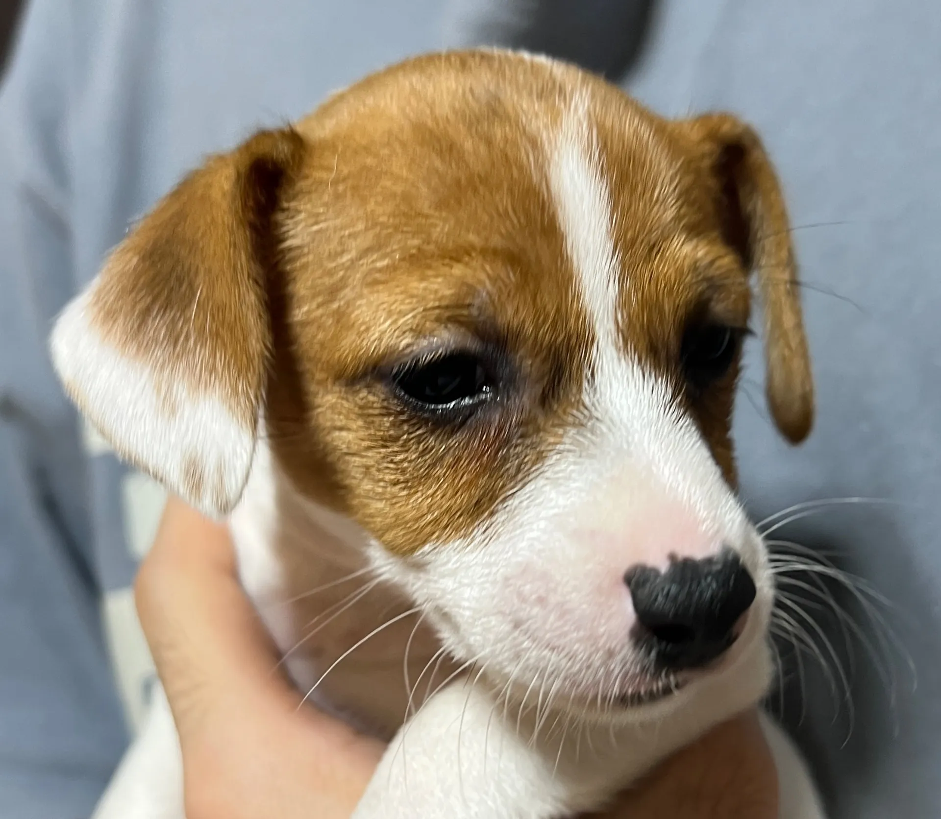 りあら次女ちゃん、2025年10月14日生まれ