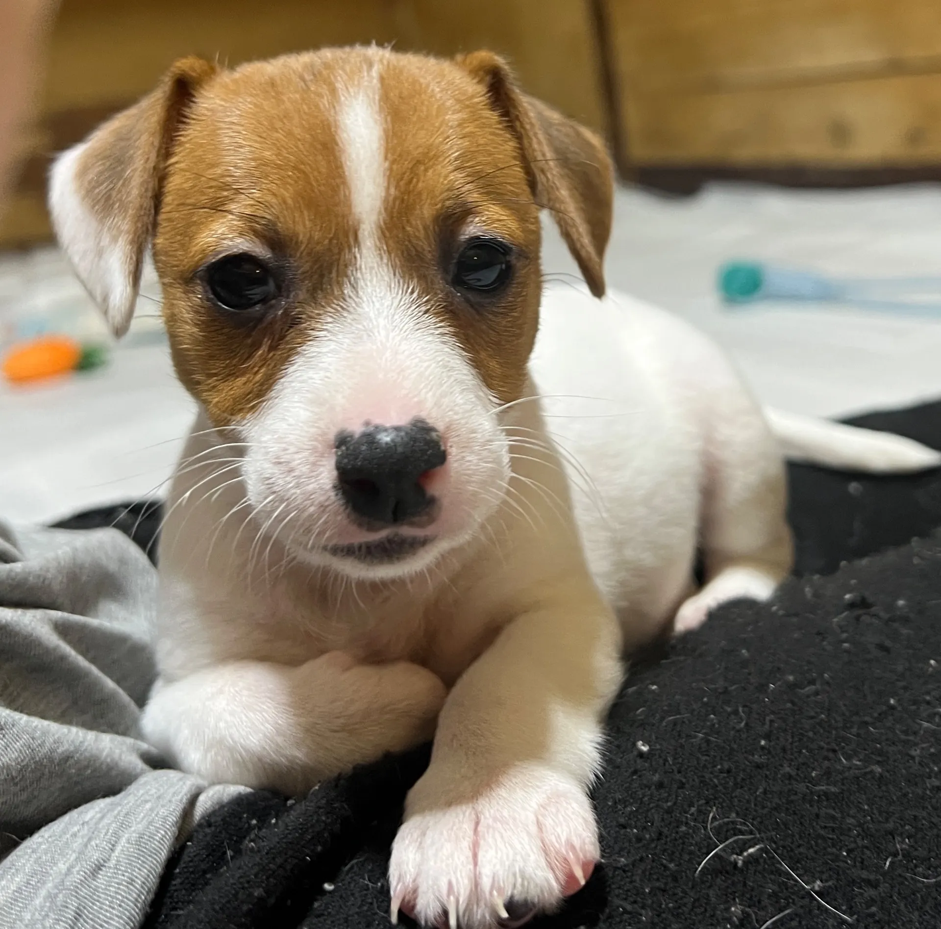 りあら次女ちゃん、2025年10月14日生まれ