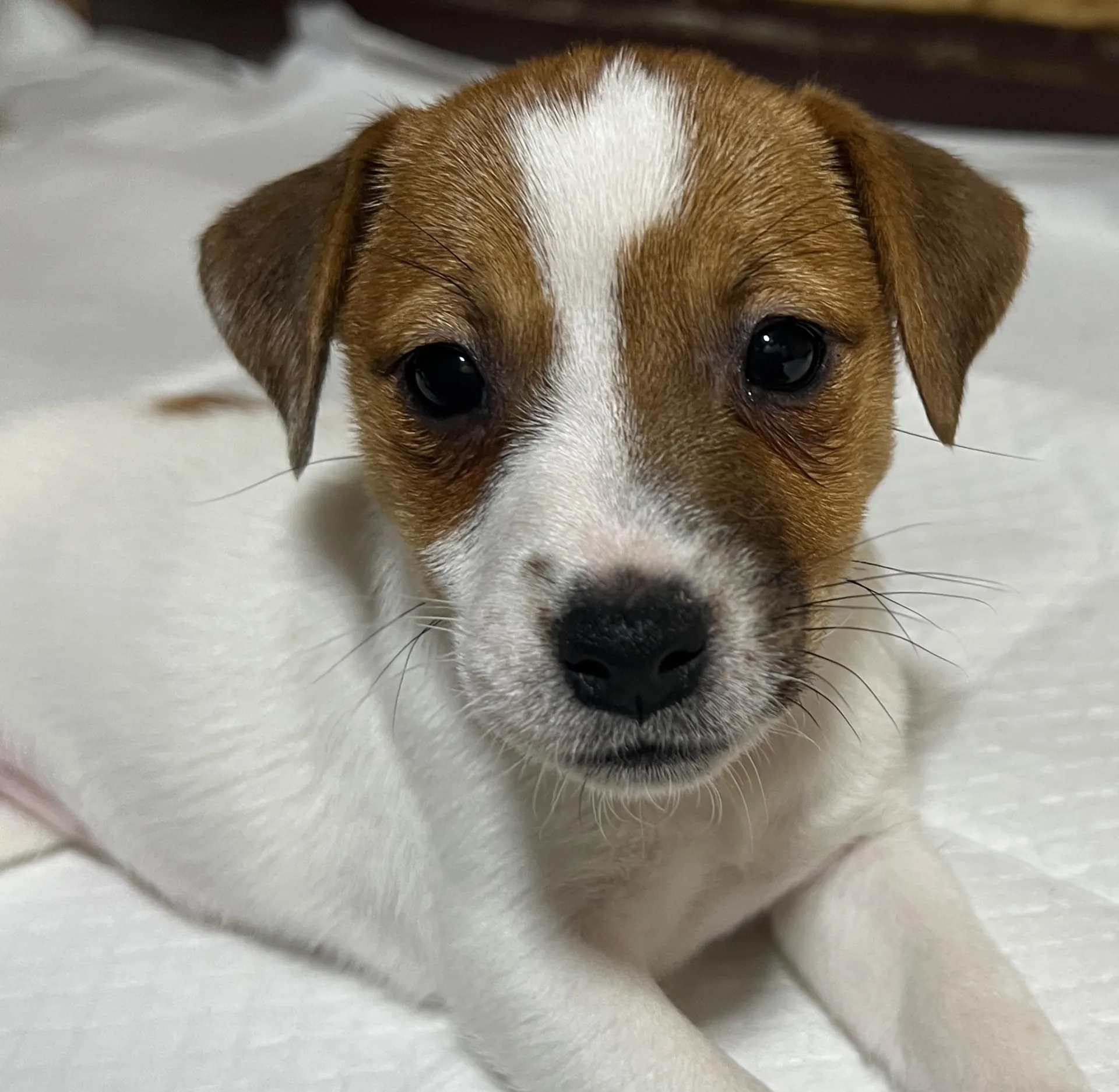 みつまめ長女ちゃん、2025年10月15日生まれ