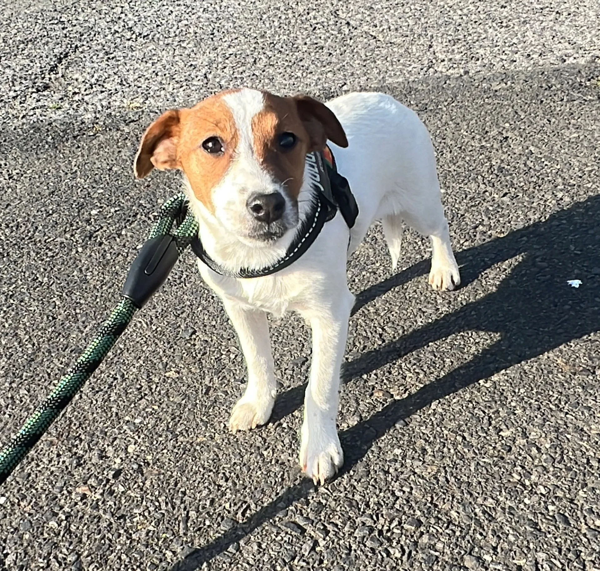 みつまめ長女ちゃん、2025年10月15日生まれ