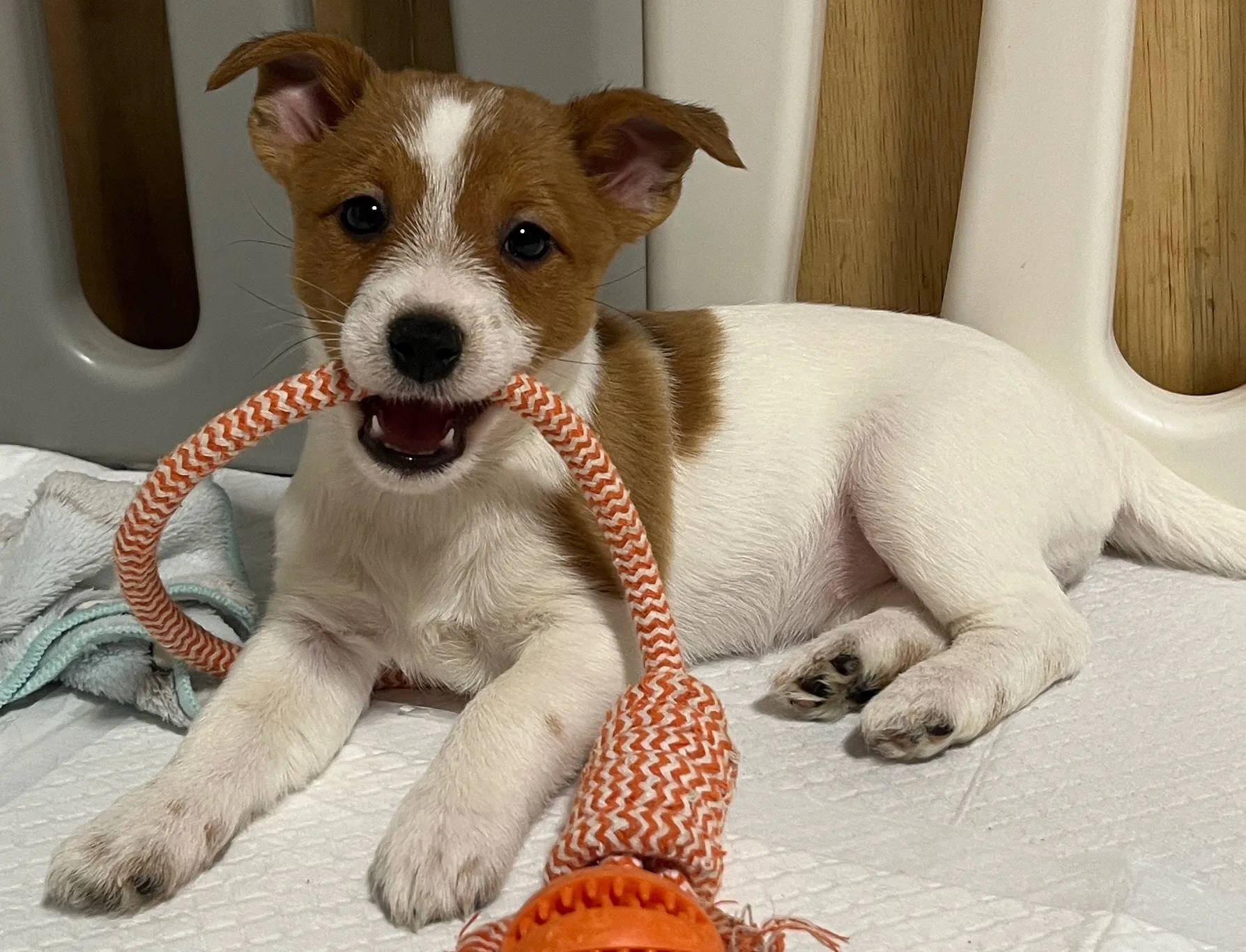 やえ四女ちゃん、2025年12月25日生まれ