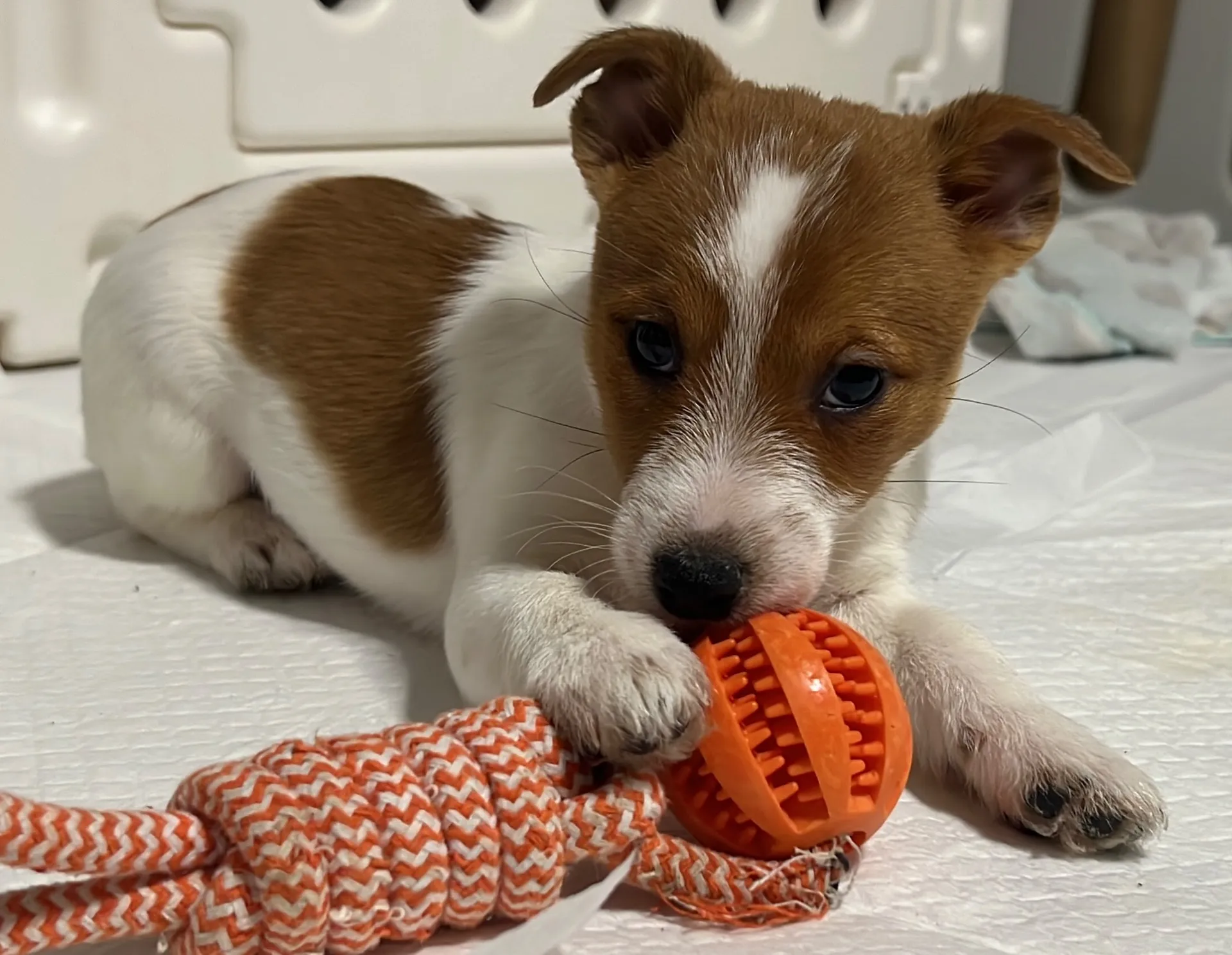 やえ四女ちゃん、2025年12月25日生まれ