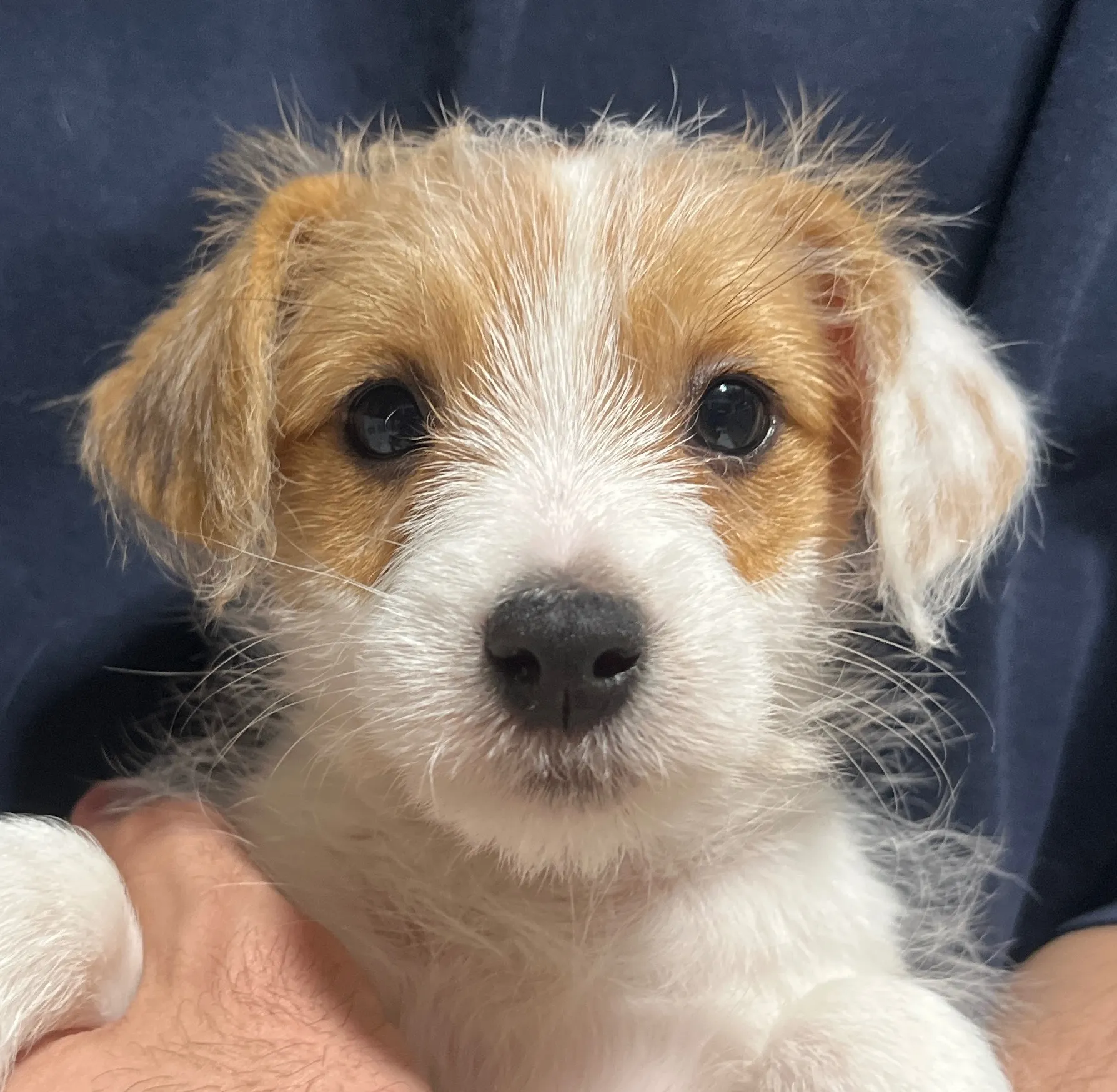 やえ五女ちゃん、2025年12月25日生まれ