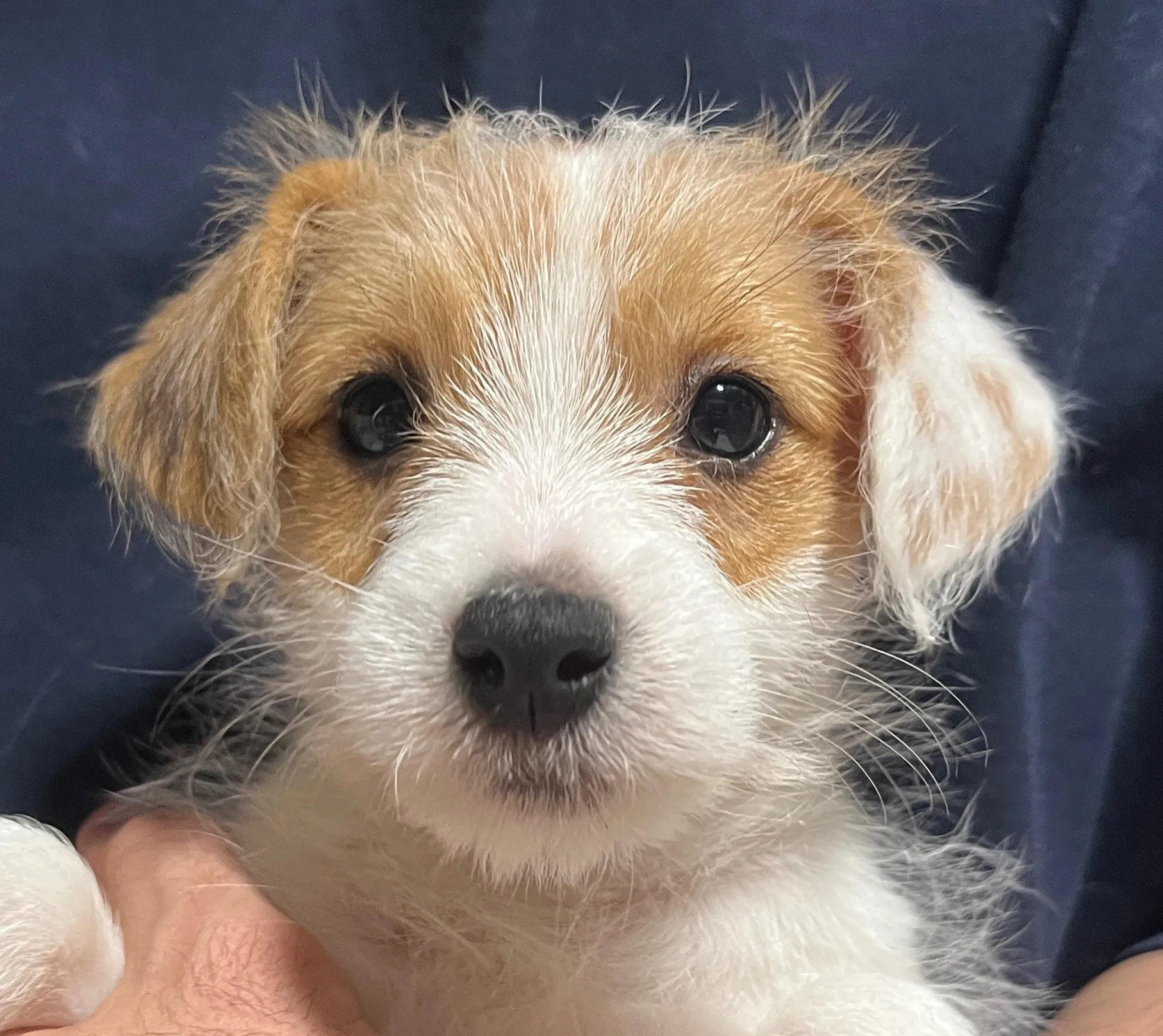 やえ五女ちゃん、2025年12月25日生まれ