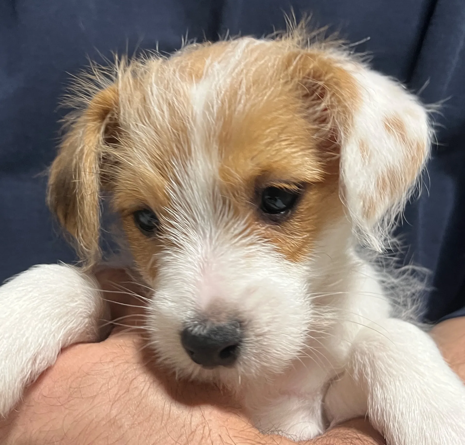 やえ五女ちゃん、2025年12月25日生まれ