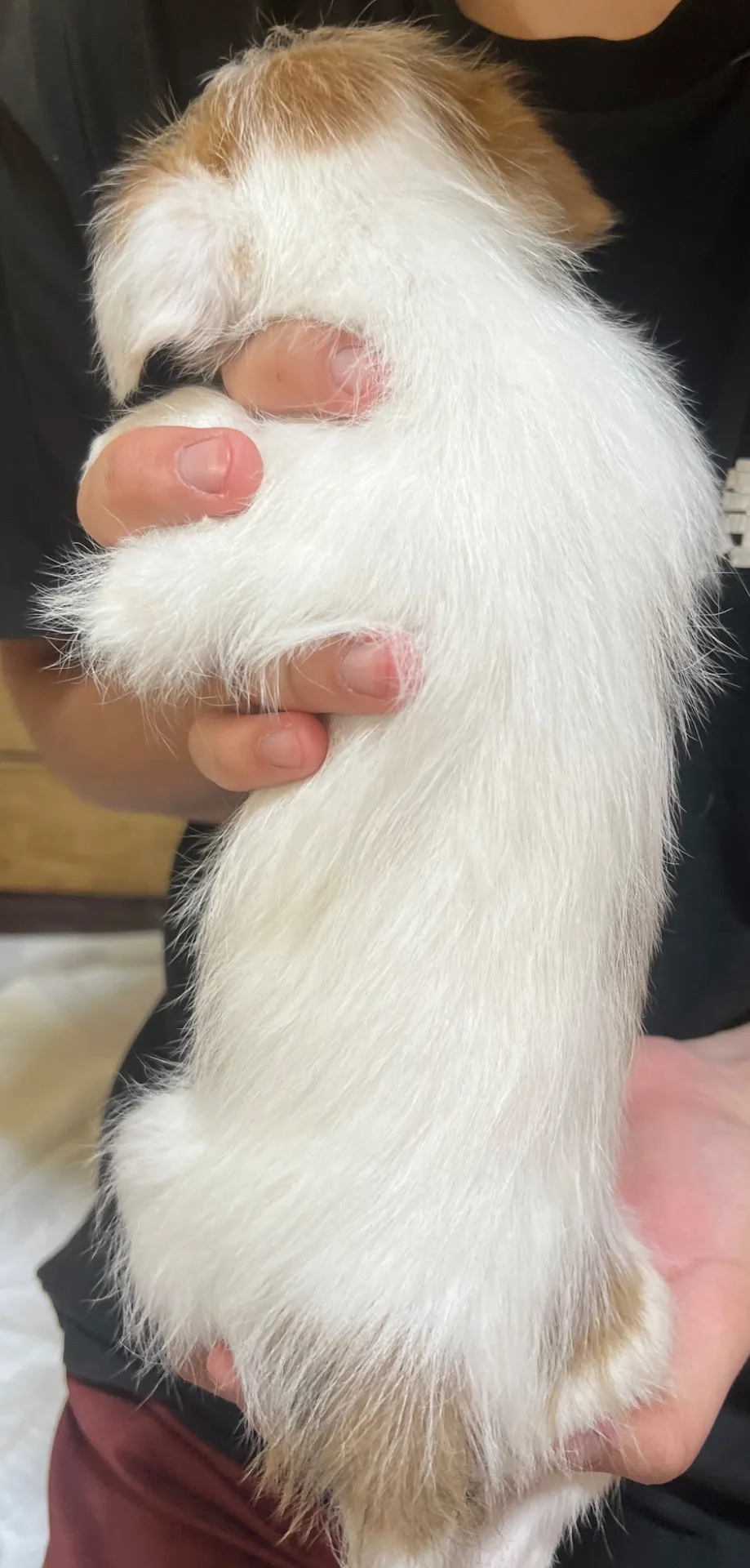 やえ五女ちゃん、2025年12月25日生まれ