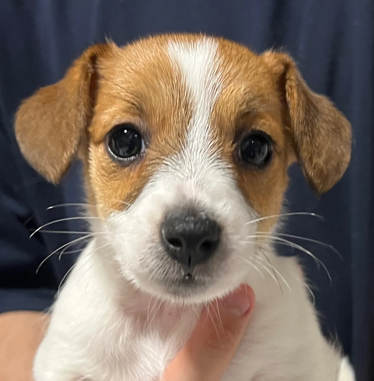 さくら長女ちゃん、2026年1月4日生まれ