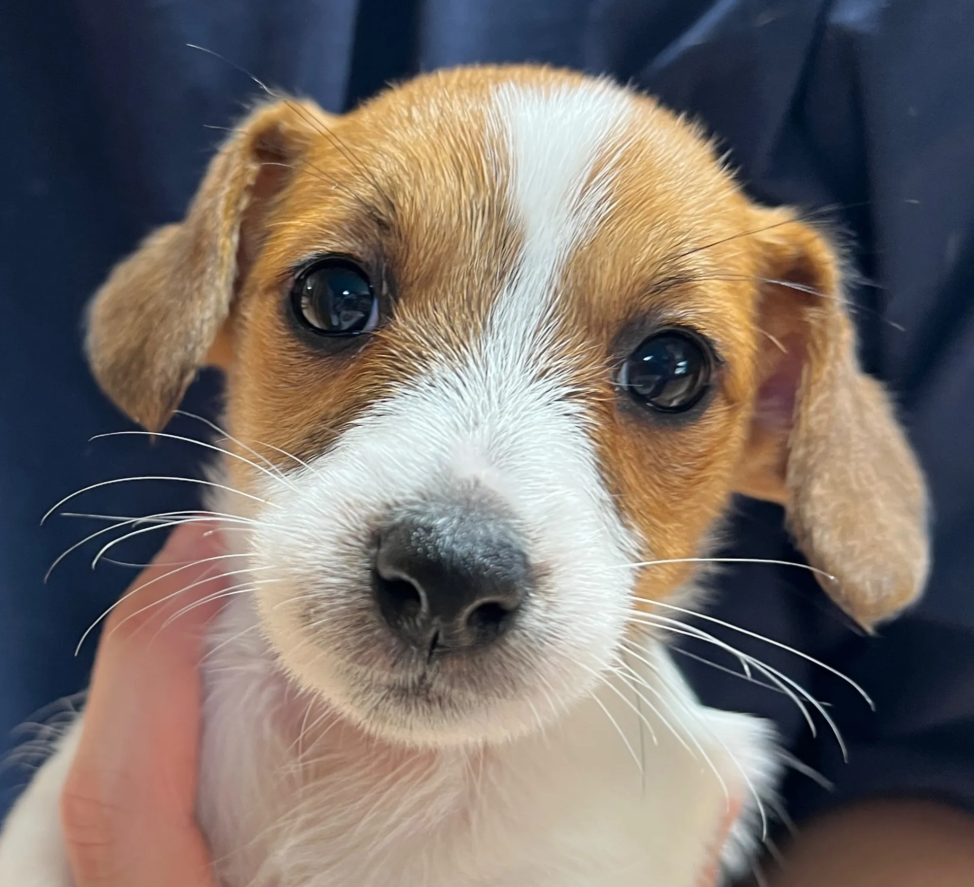 さくら長女ちゃん、2026年1月4日生まれ