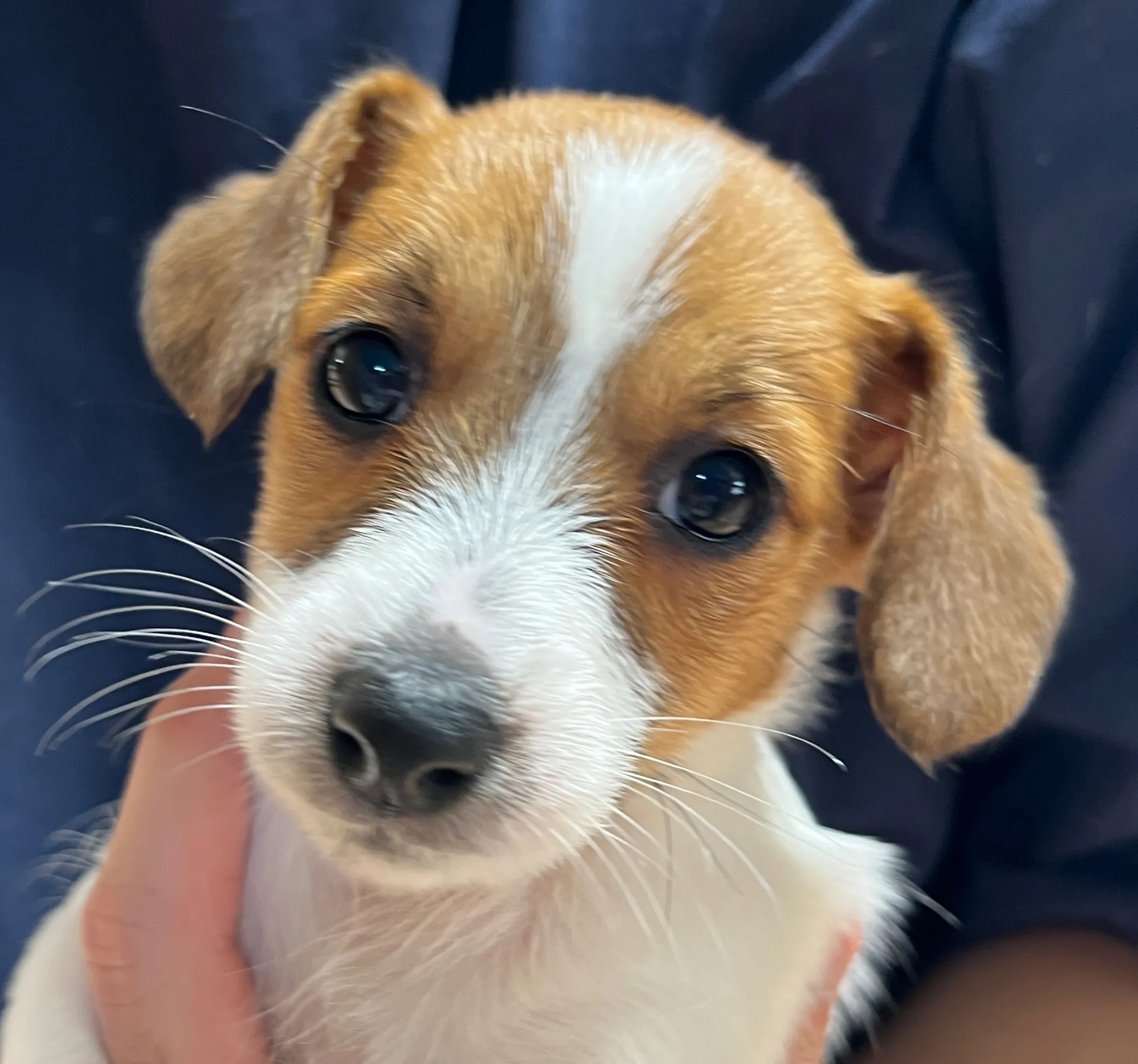 さくら長女ちゃん、2026年1月4日生まれ