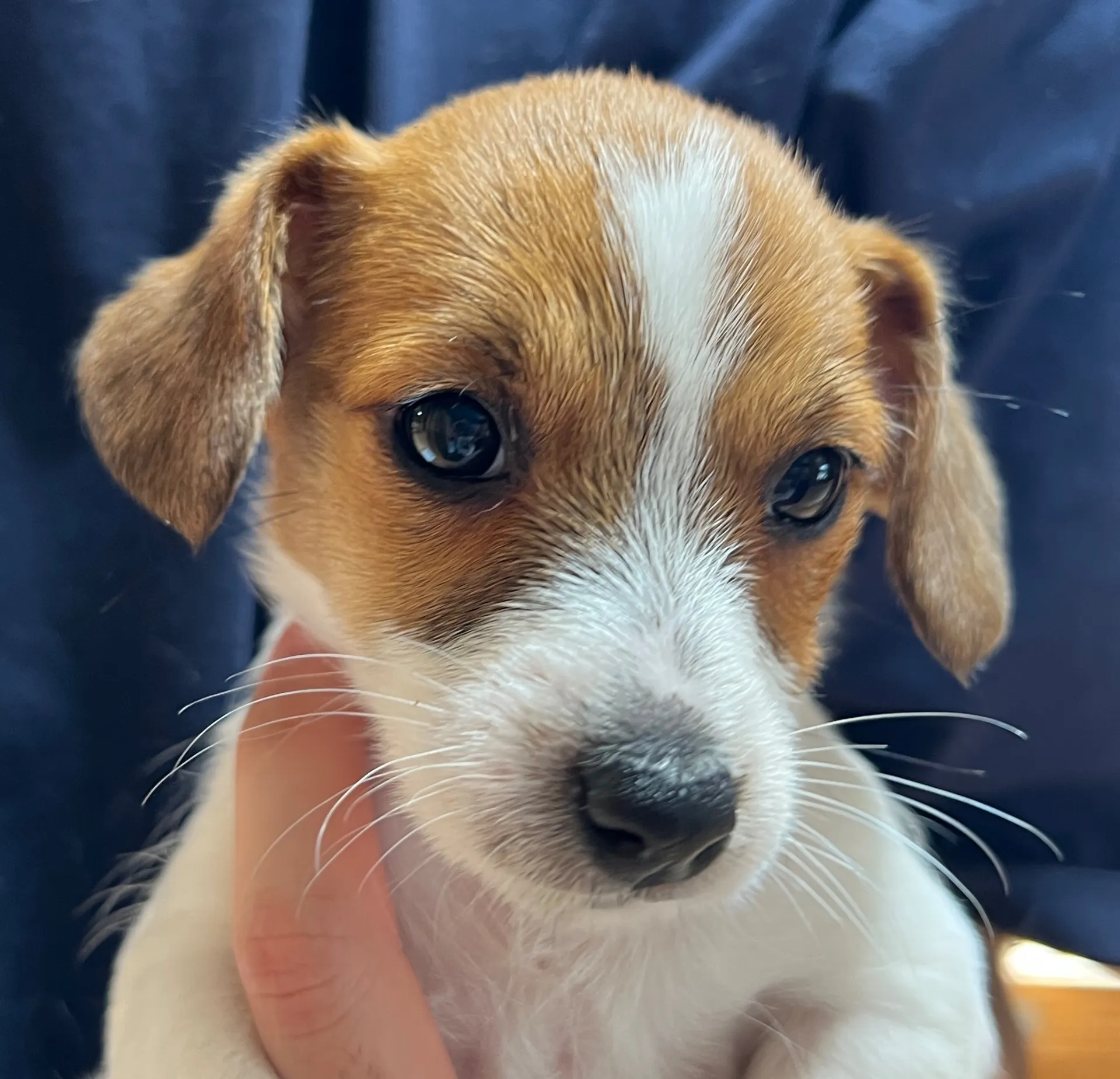 さくら長女ちゃん、2026年1月4日生まれ