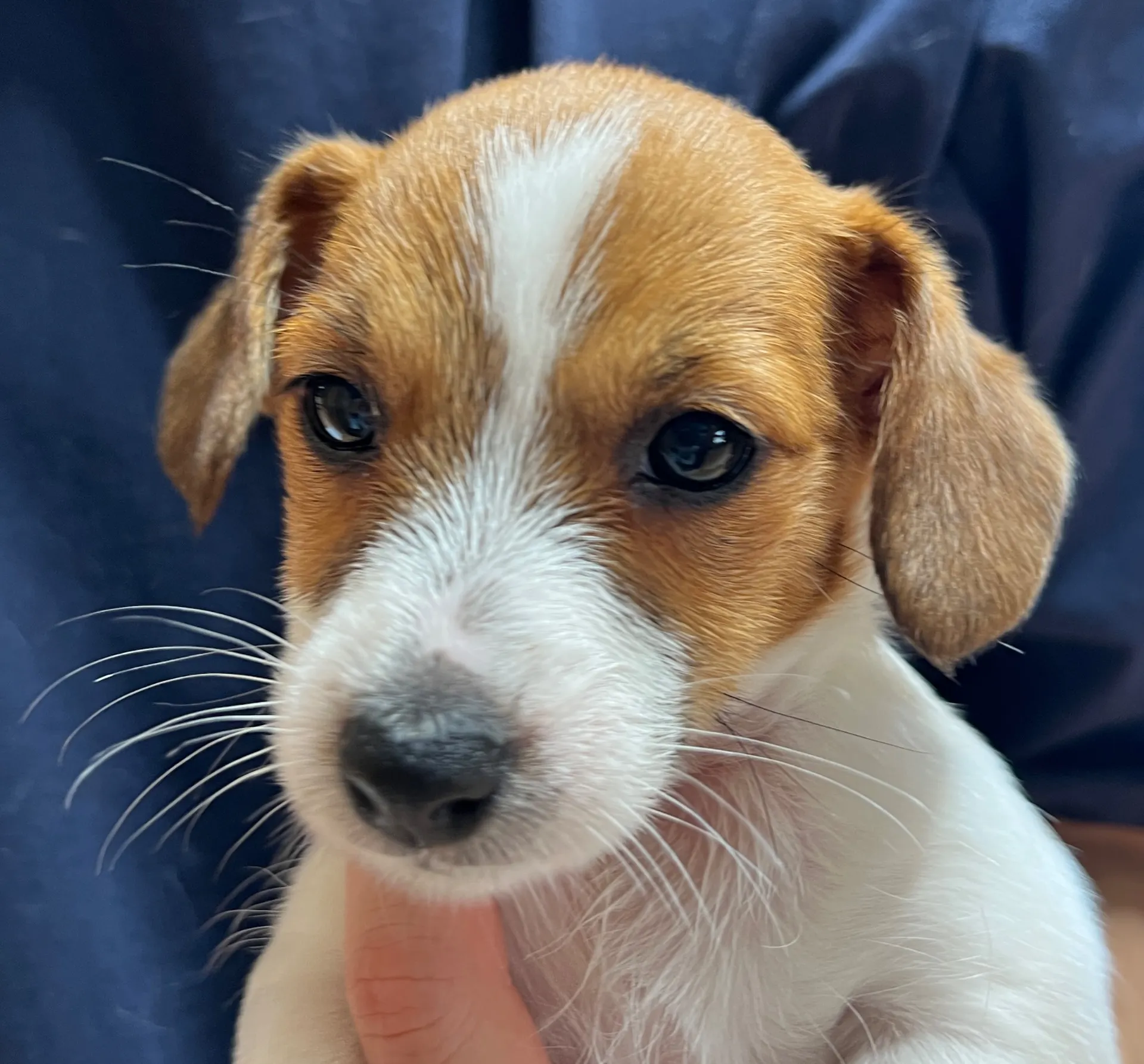 さくら長女ちゃん、2026年1月4日生まれ