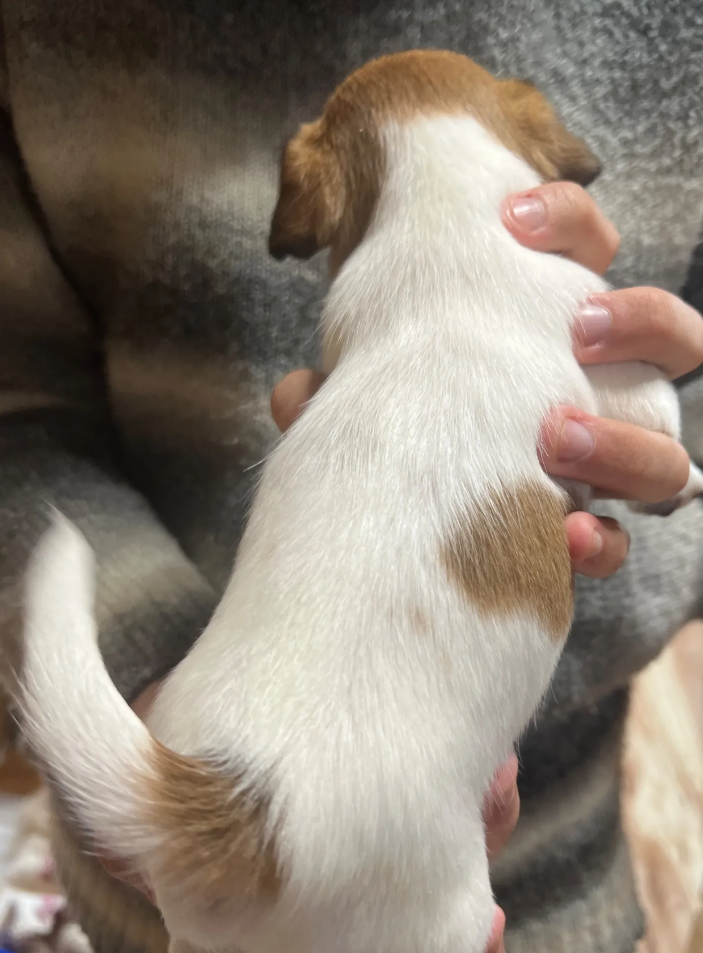 さくら長女ちゃん、2026年1月4日生まれ