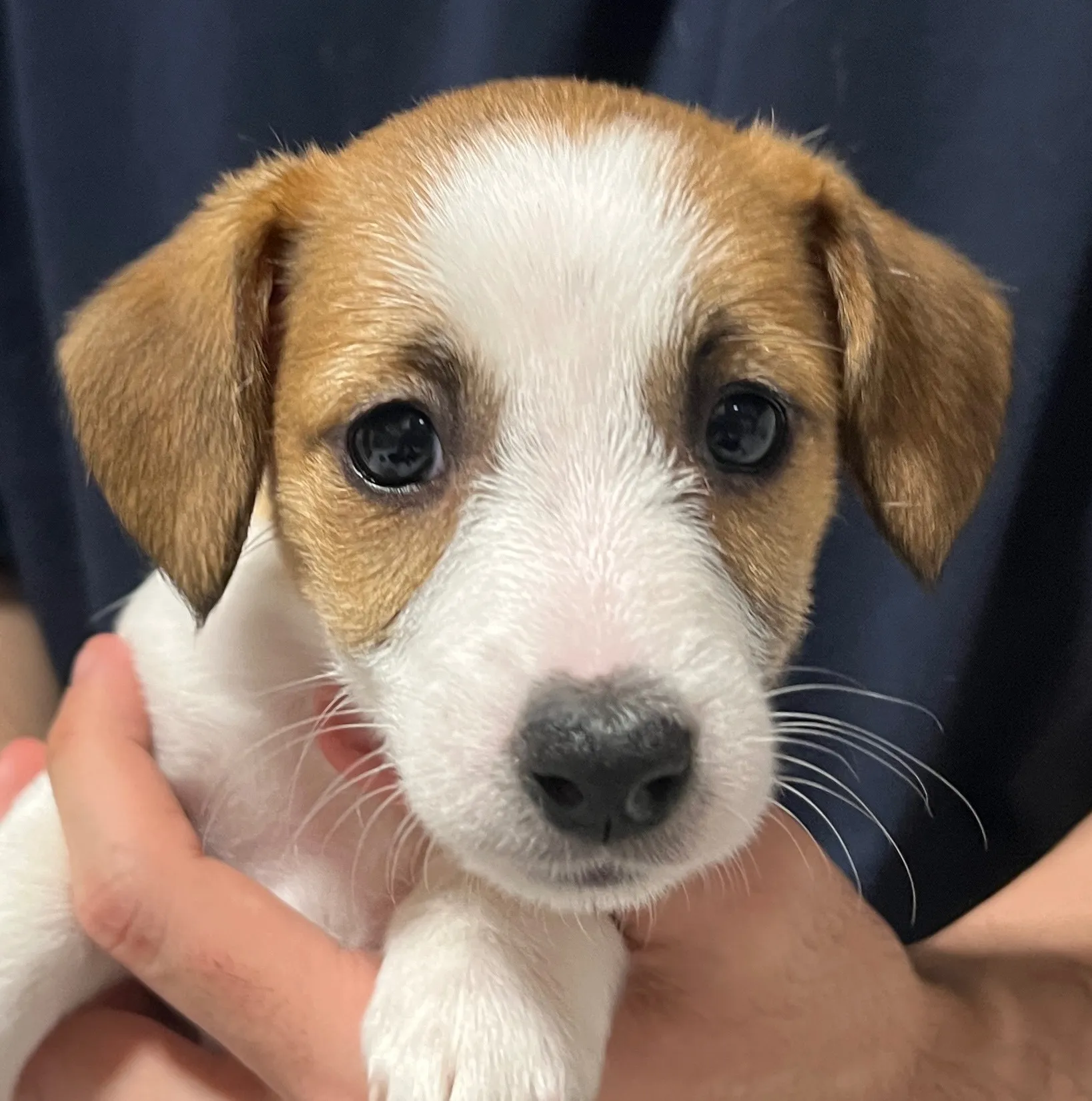 さくら三女ちゃん、2026年1月4日生まれ