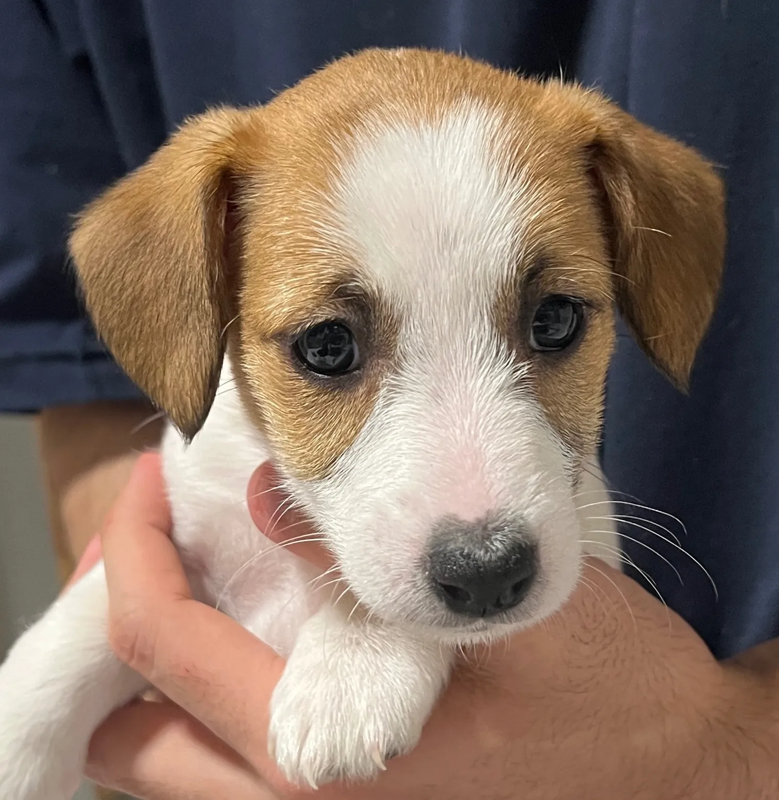 さくら三女ちゃん、2026年1月4日生まれ