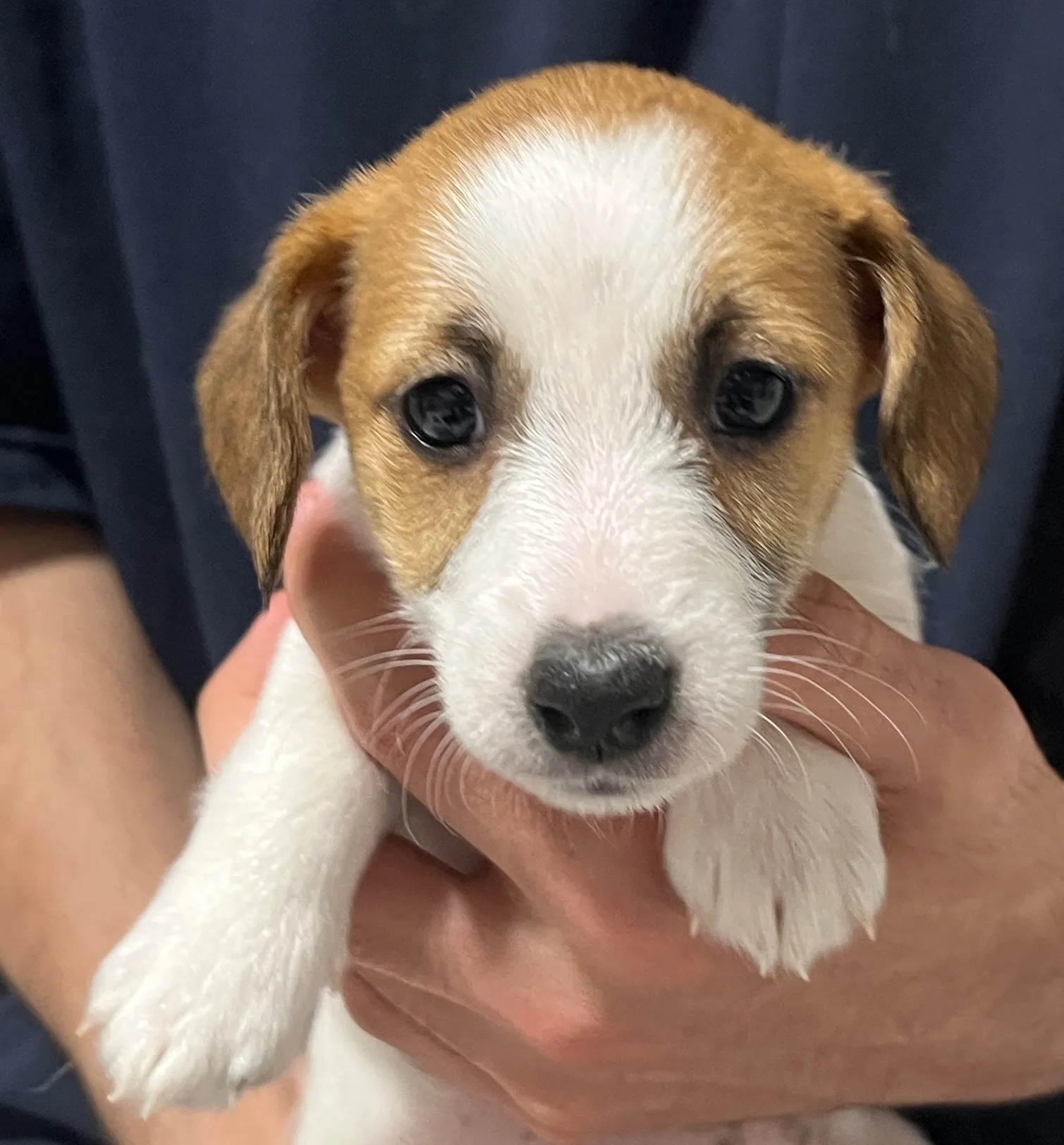 さくら三女ちゃん、2026年1月4日生まれ