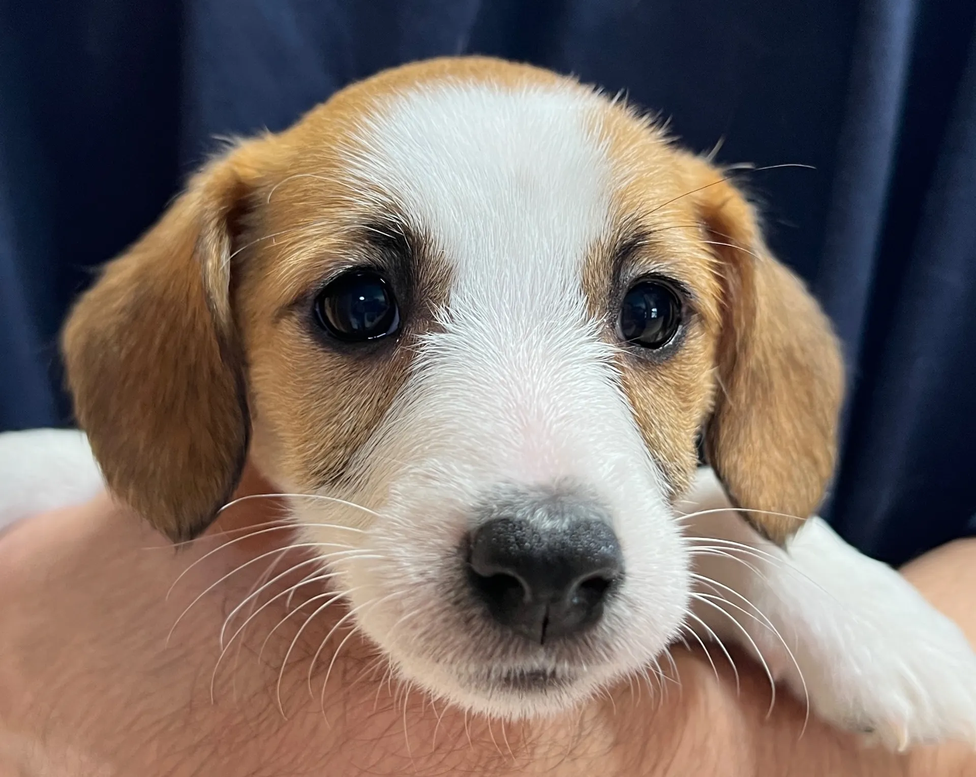 さくら三女ちゃん、2026年1月4日生まれ