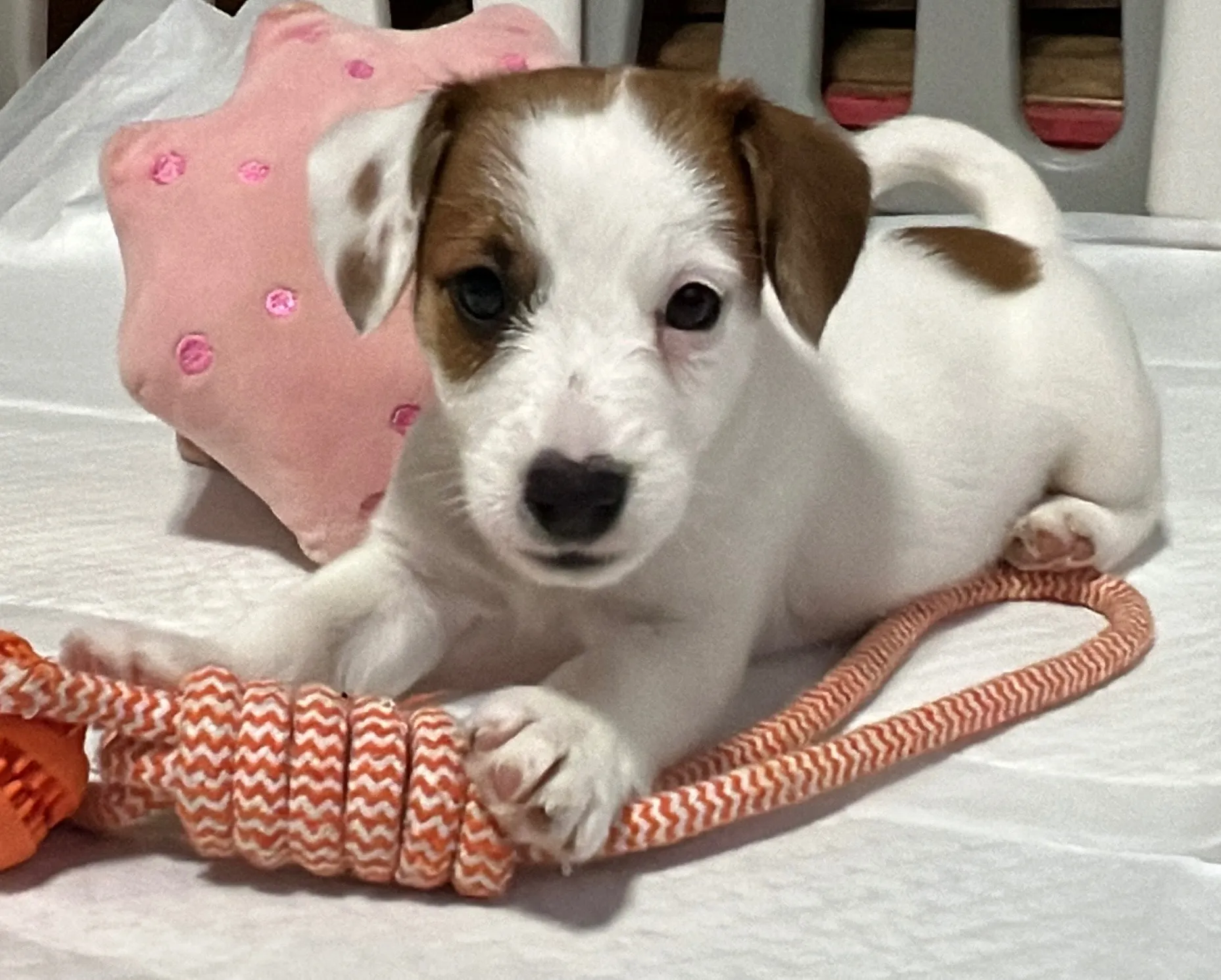 さくら長男くん、2026年1月4日生まれ