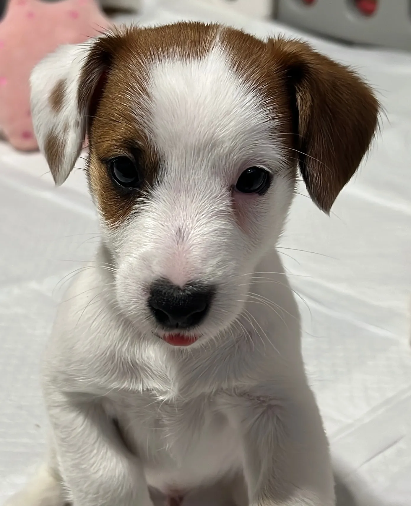 さくら長男くん、2026年1月4日生まれ