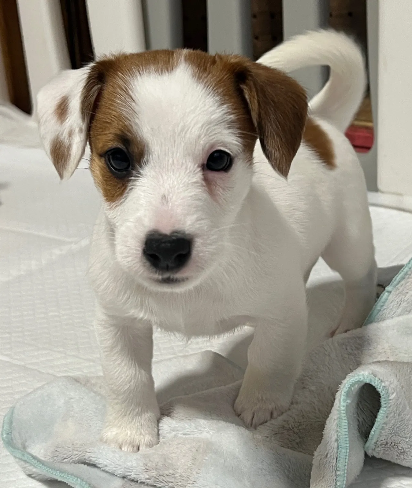 さくら長男くん、2026年1月4日生まれ