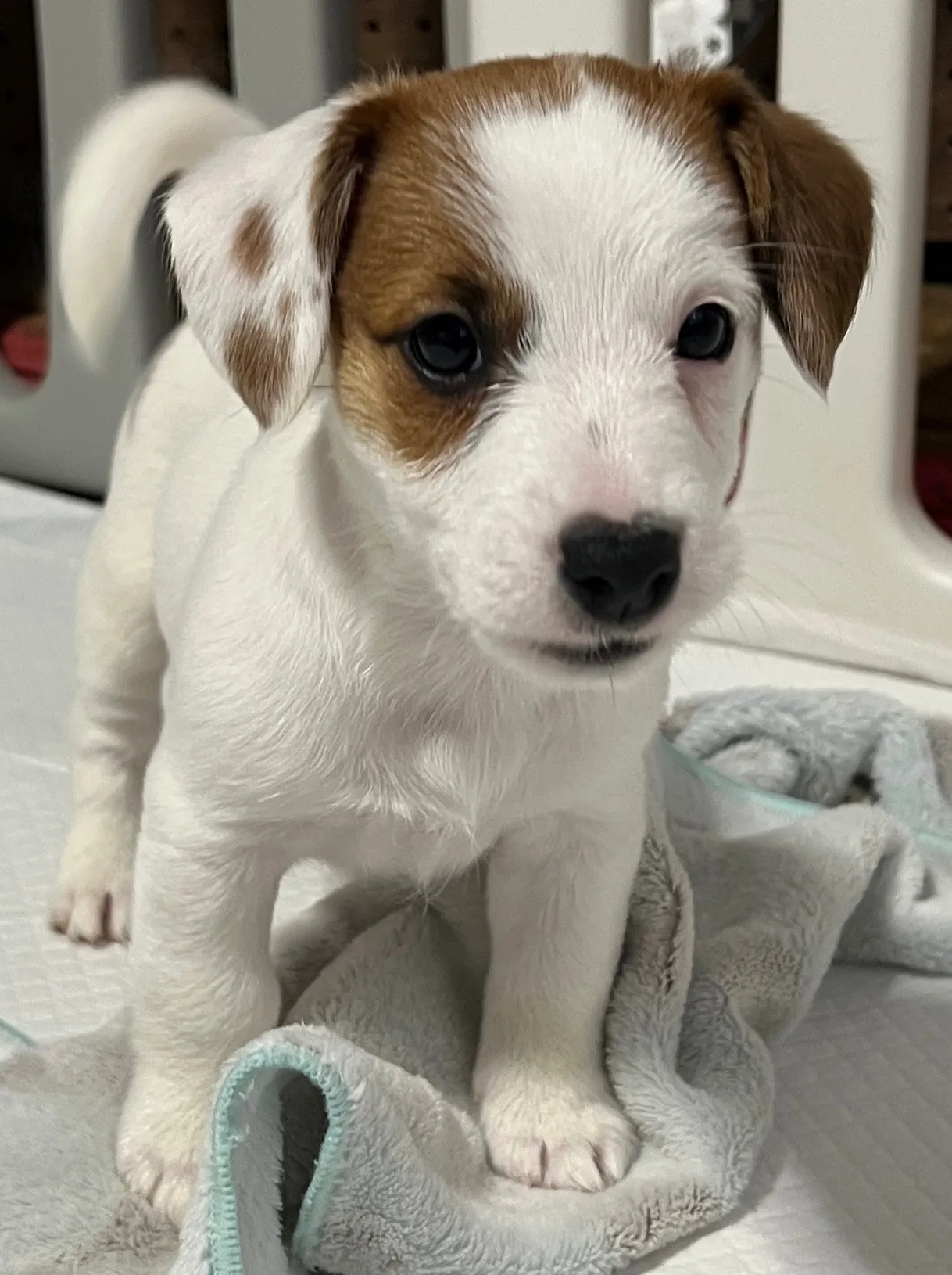 さくら長男くん、2026年1月4日生まれ