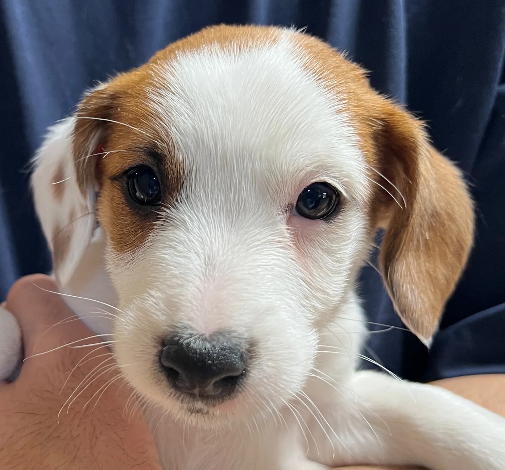 さくら長男くん、2026年1月4日生まれ