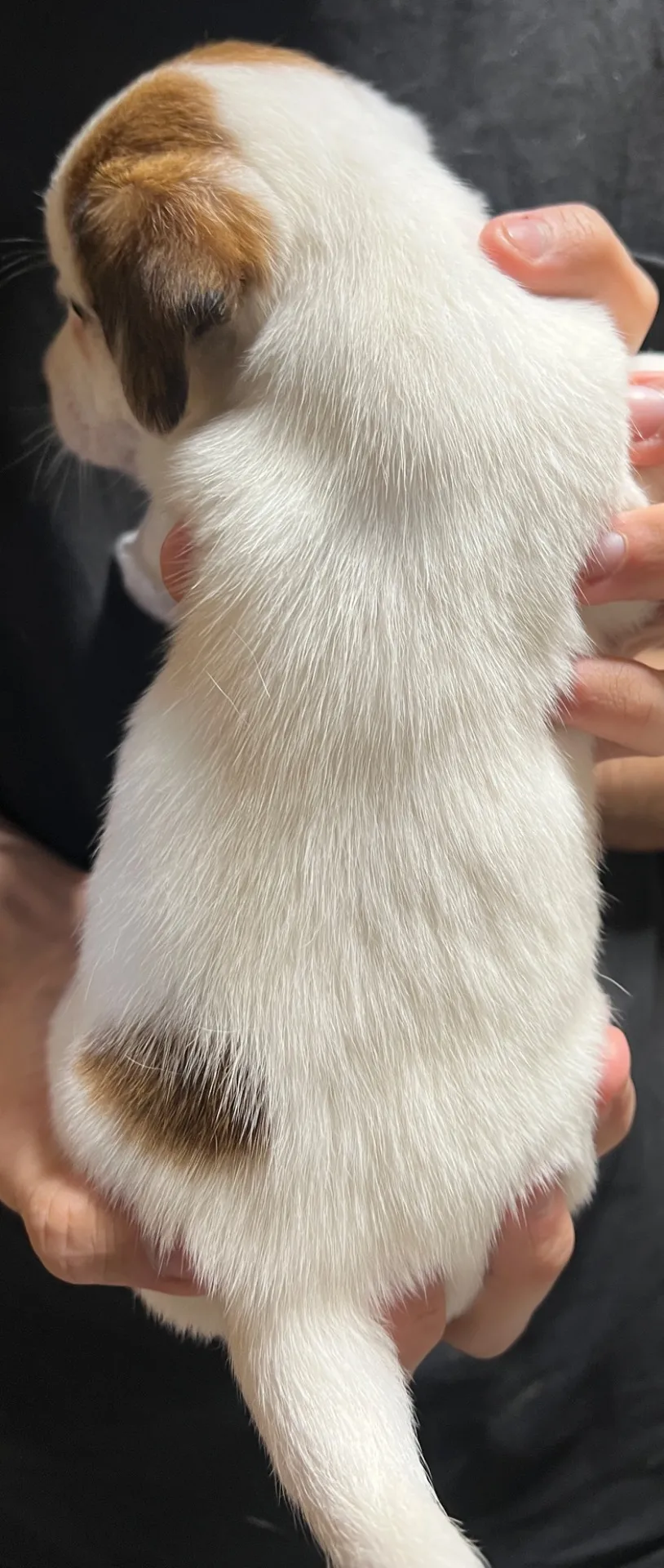 さくら長男くん、2026年1月4日生まれ