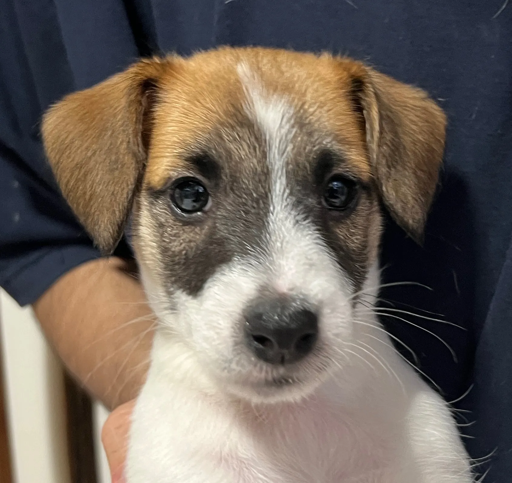 さくら三男くん、2026年1月4日生まれ