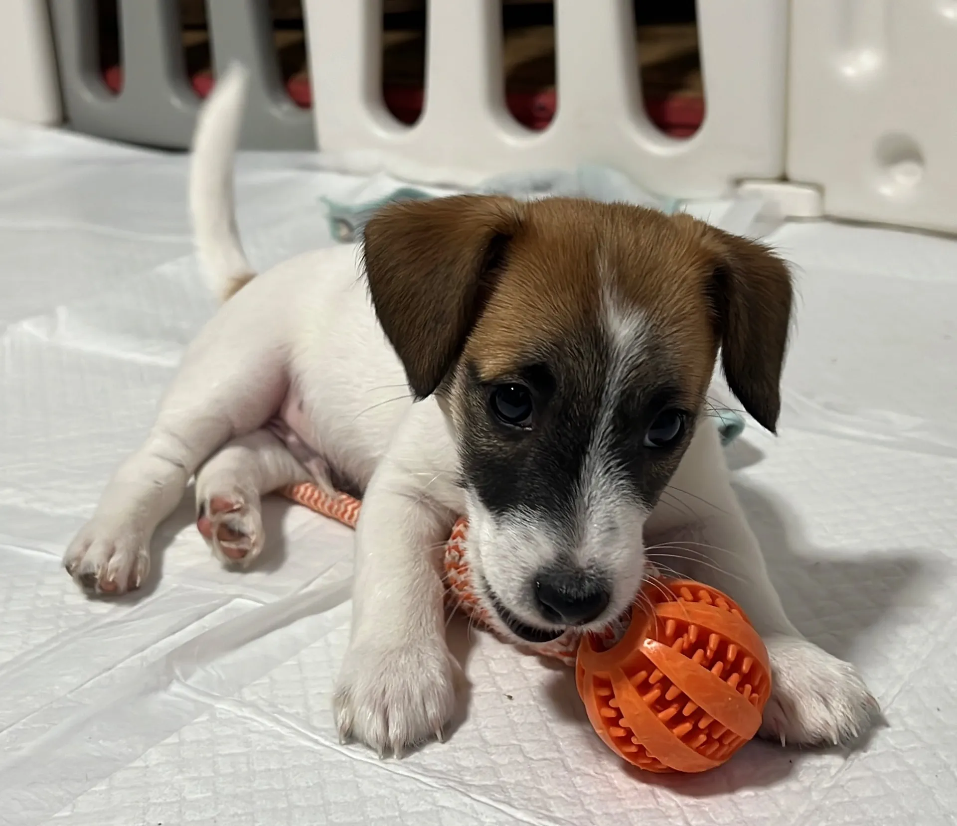 さくら三男くん、2026年1月4日生まれ