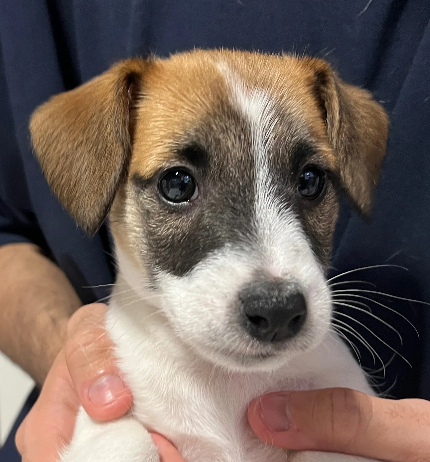 さくら三男くん、2026年1月4日生まれ