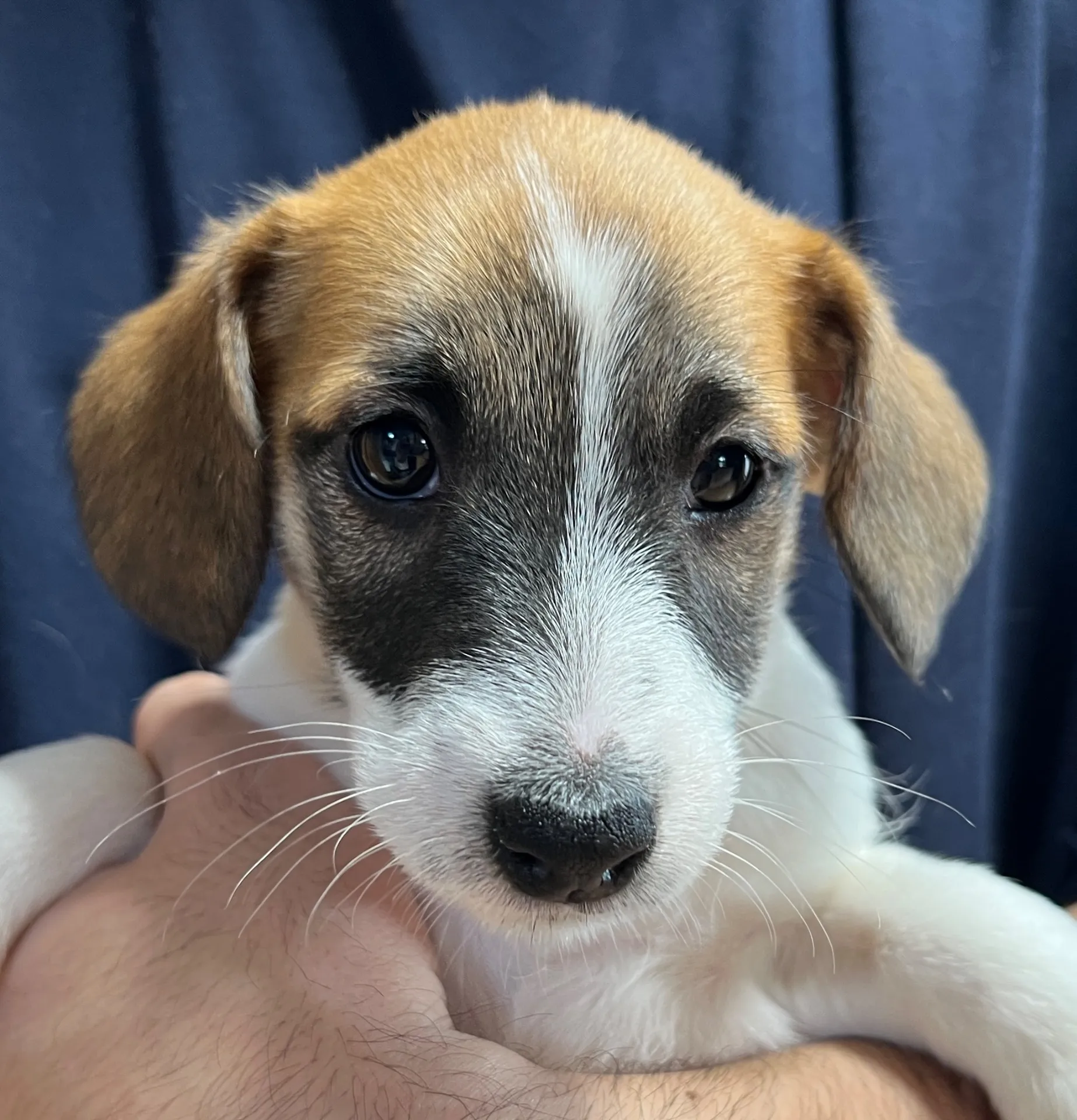 さくら三男くん、2026年1月4日生まれ