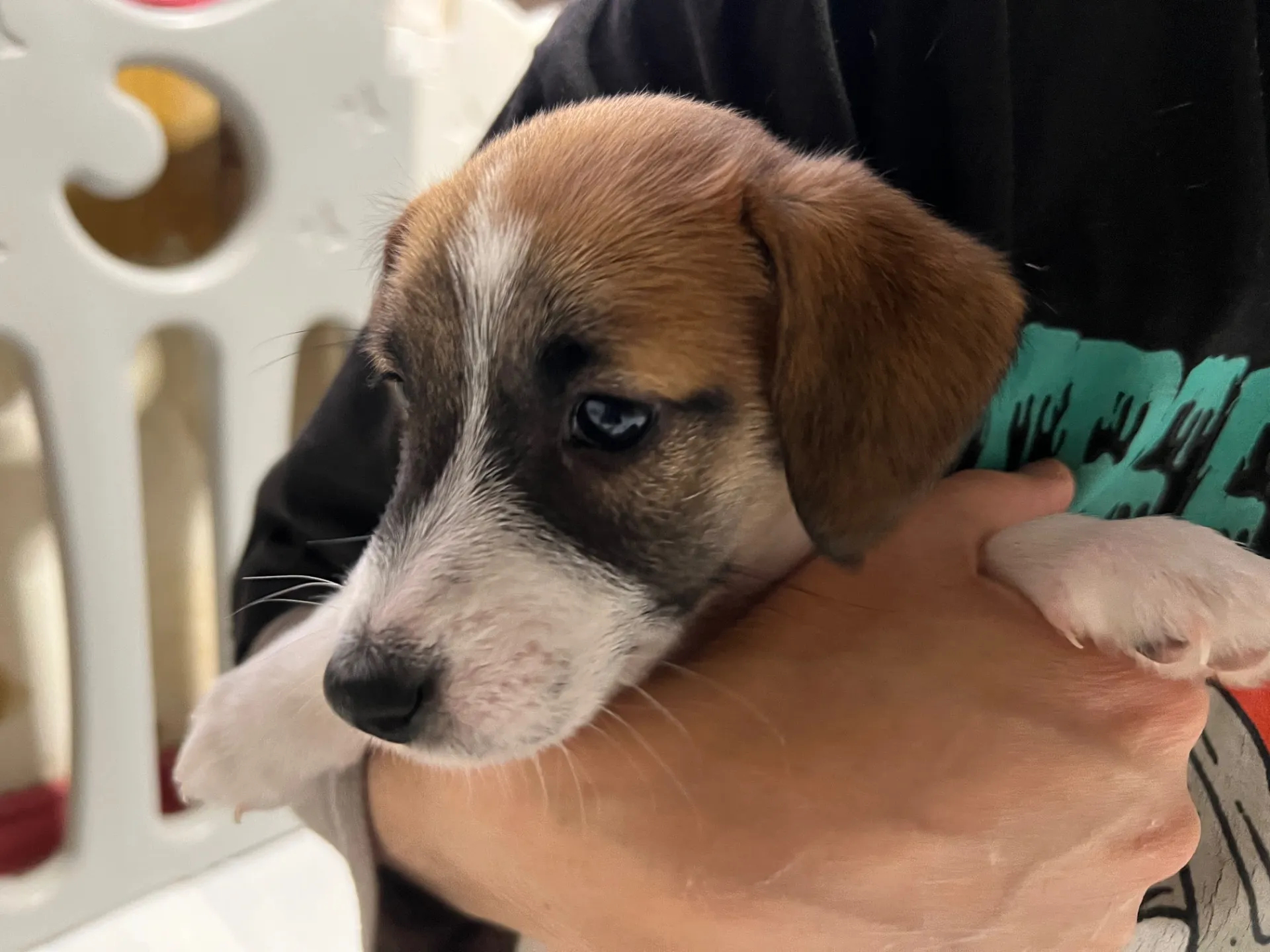 さくら三男くん、2026年1月4日生まれ