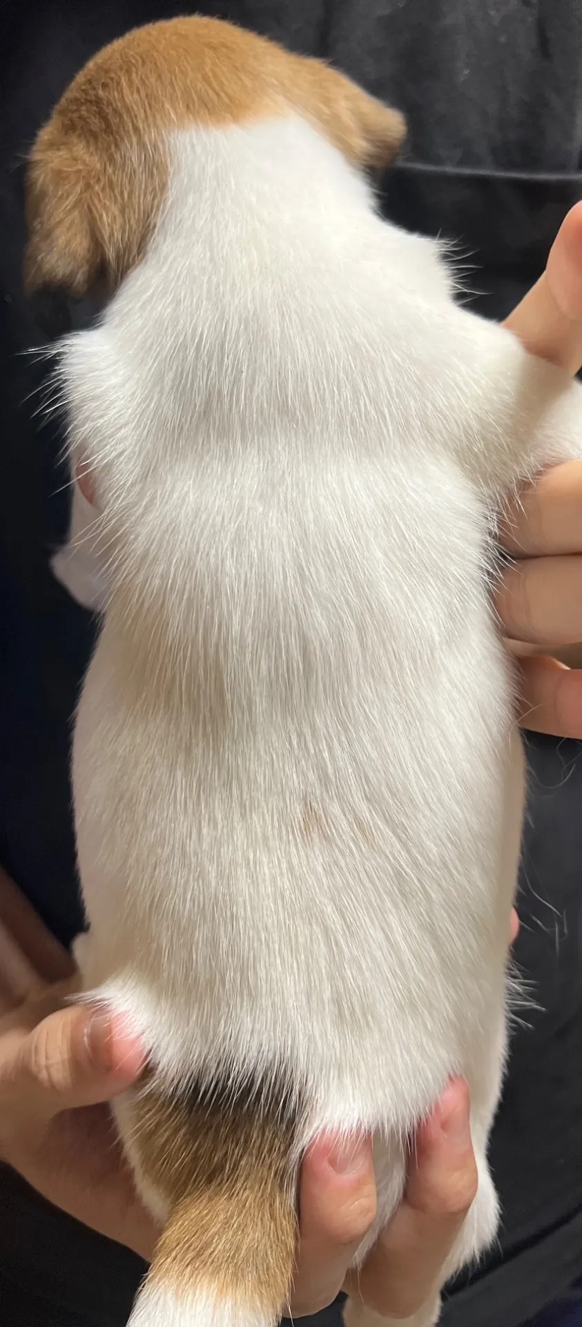 さくら三男くん、2026年1月4日生まれ