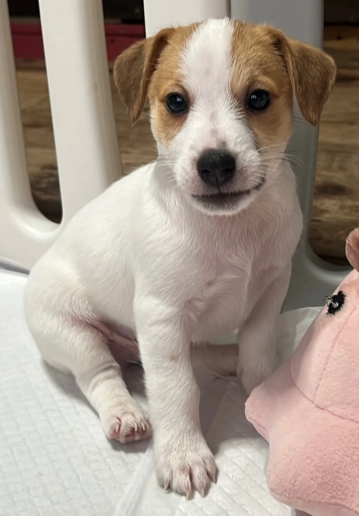 ジェシカ長男くん、2026年1月5日生まれ