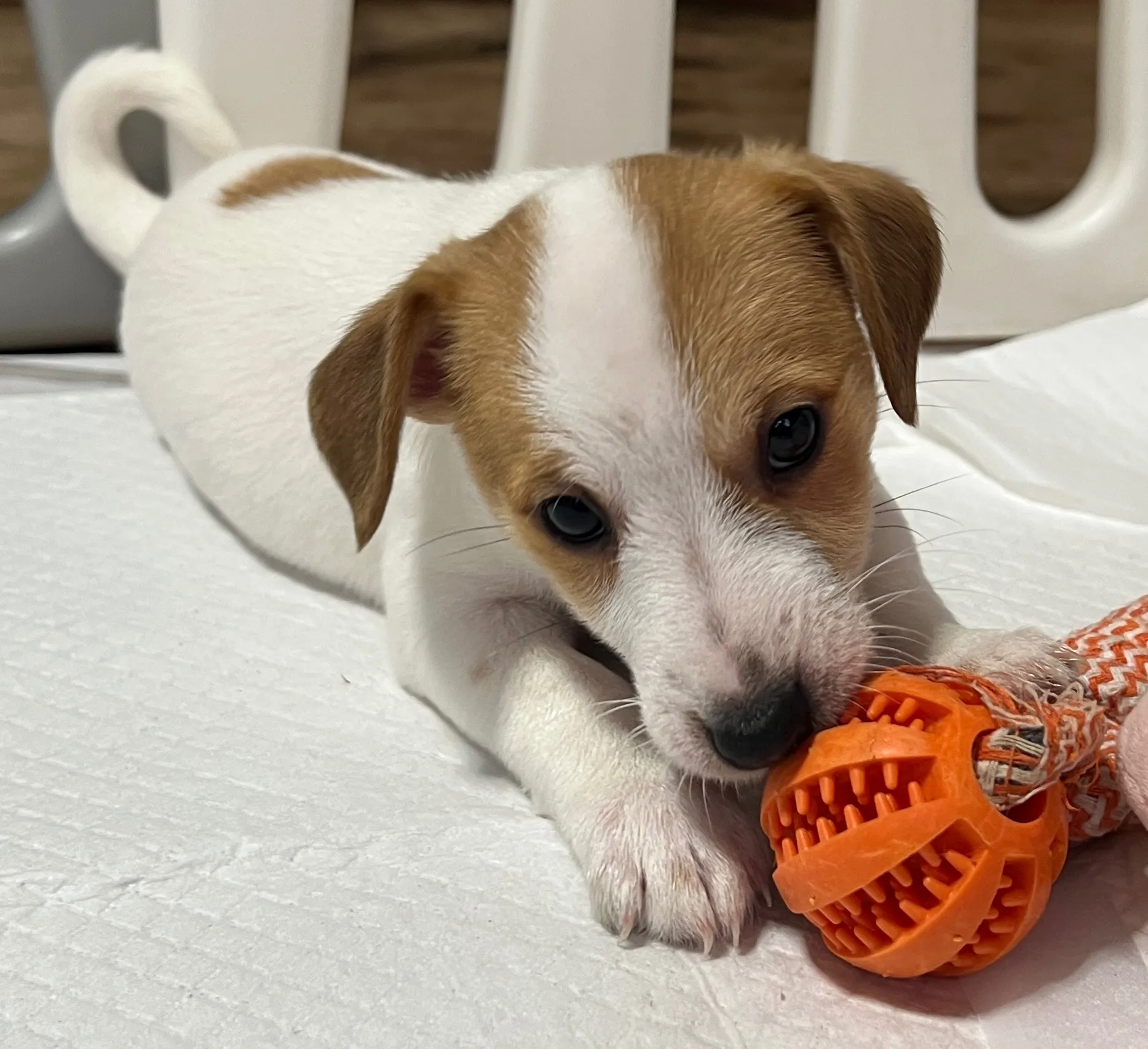 ジェシカ長男くん、2026年1月5日生まれ
