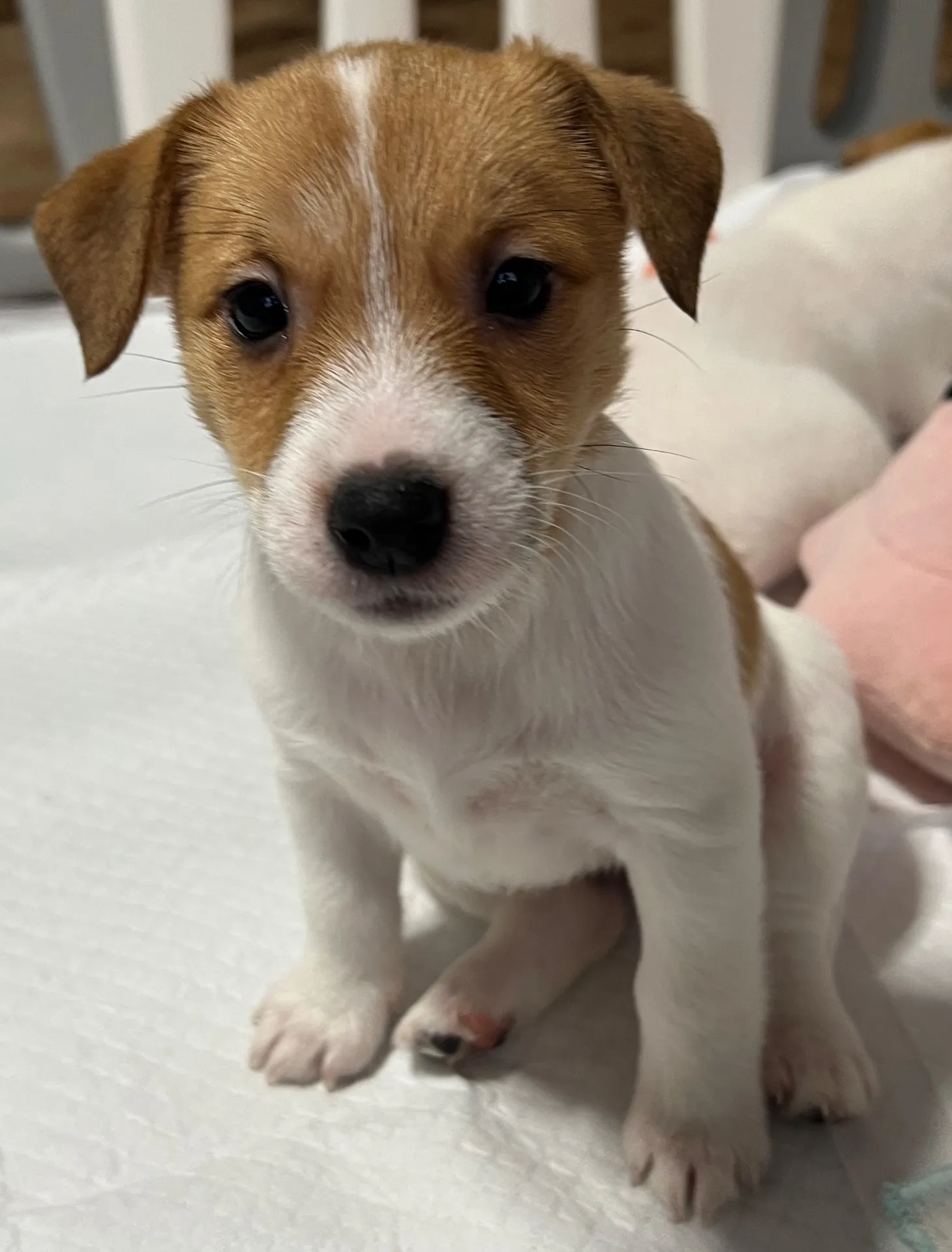 ジェシカ長女ちゃん、2026年1月5日生まれ