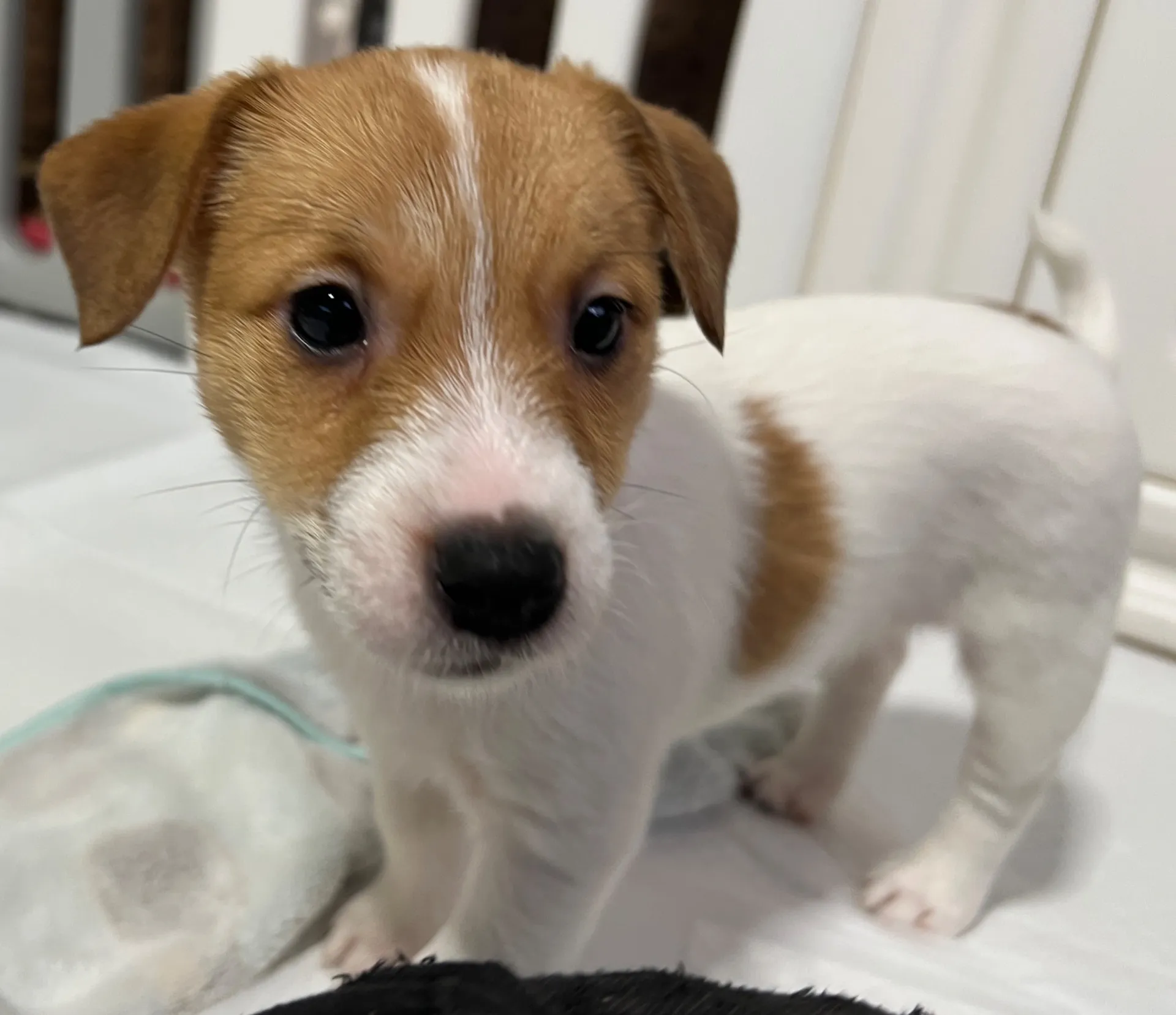 ジェシカ長女ちゃん、2026年1月5日生まれ