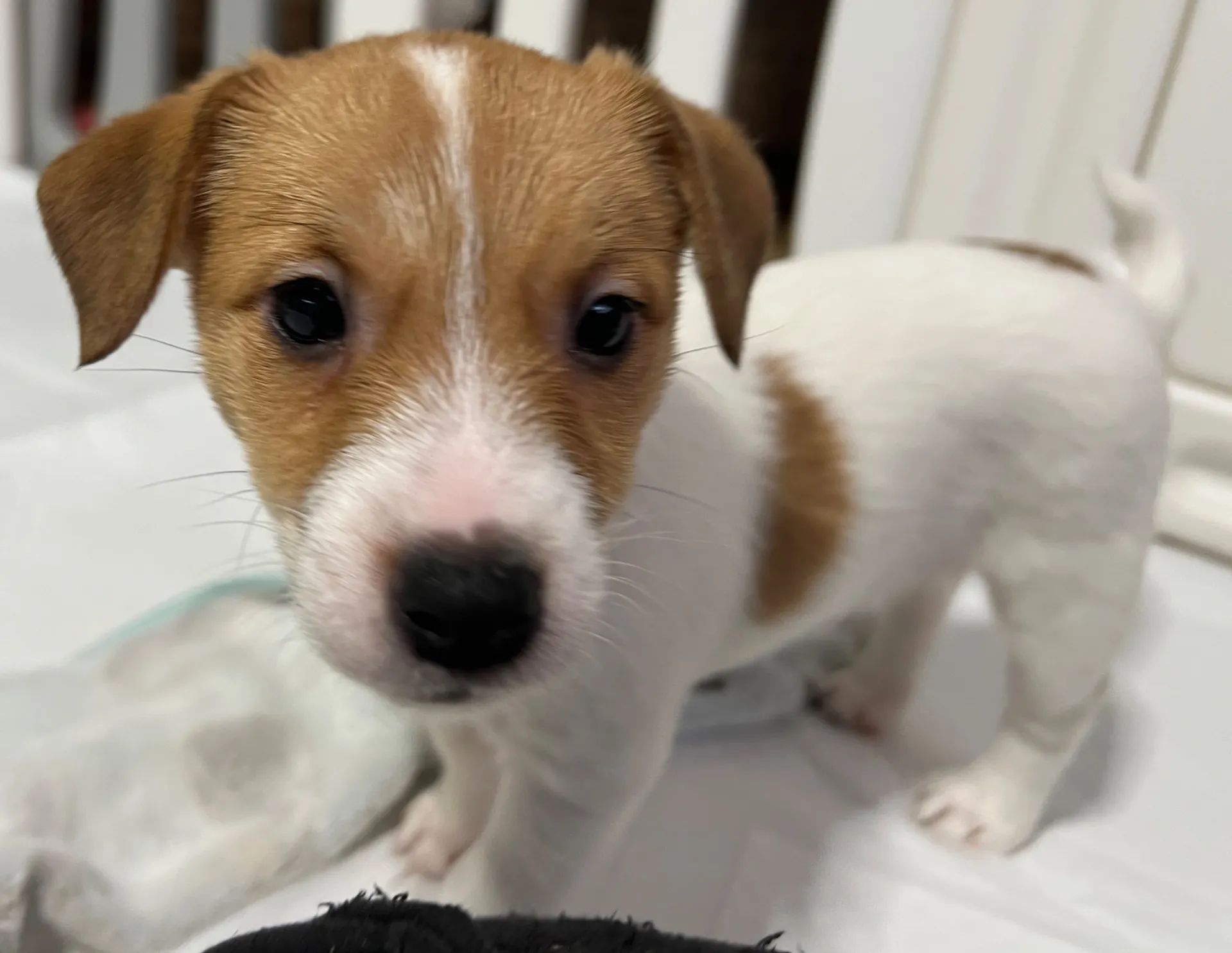 ジェシカ長女ちゃん、2026年1月5日生まれ