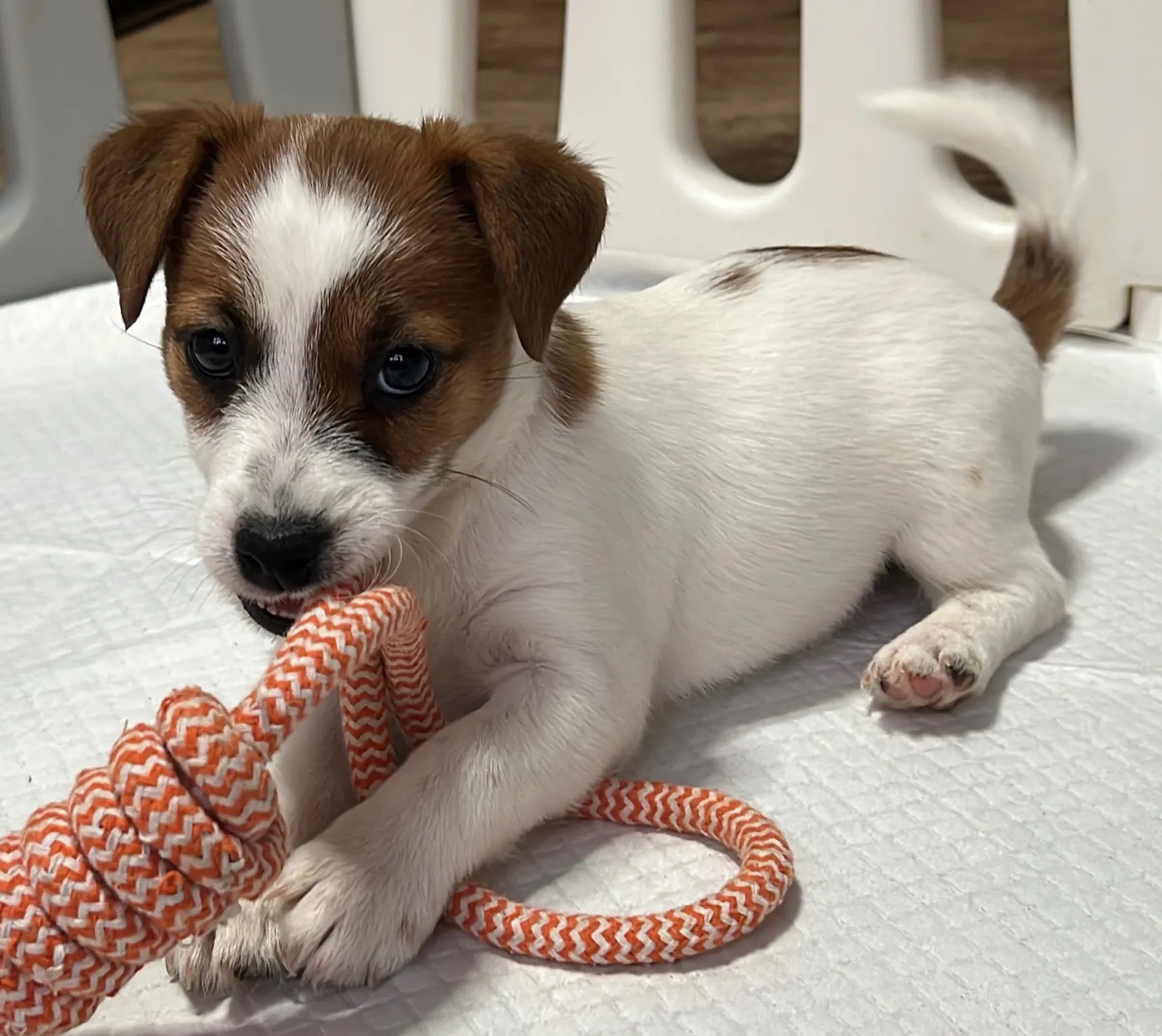 そらまめ長女ちゃん、2026年1月8日生まれ