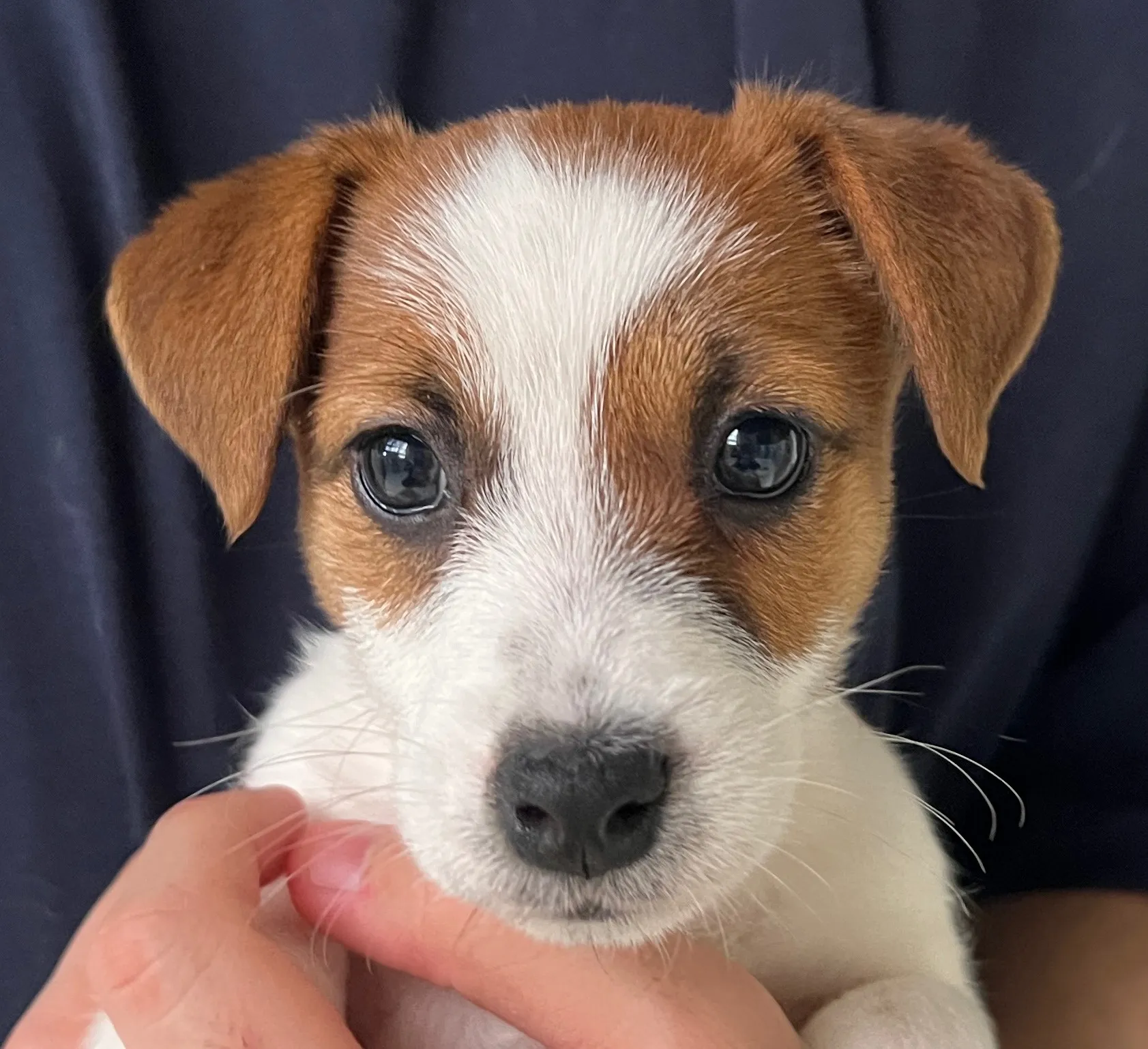 そらまめ長女ちゃん、2026年1月8日生まれ