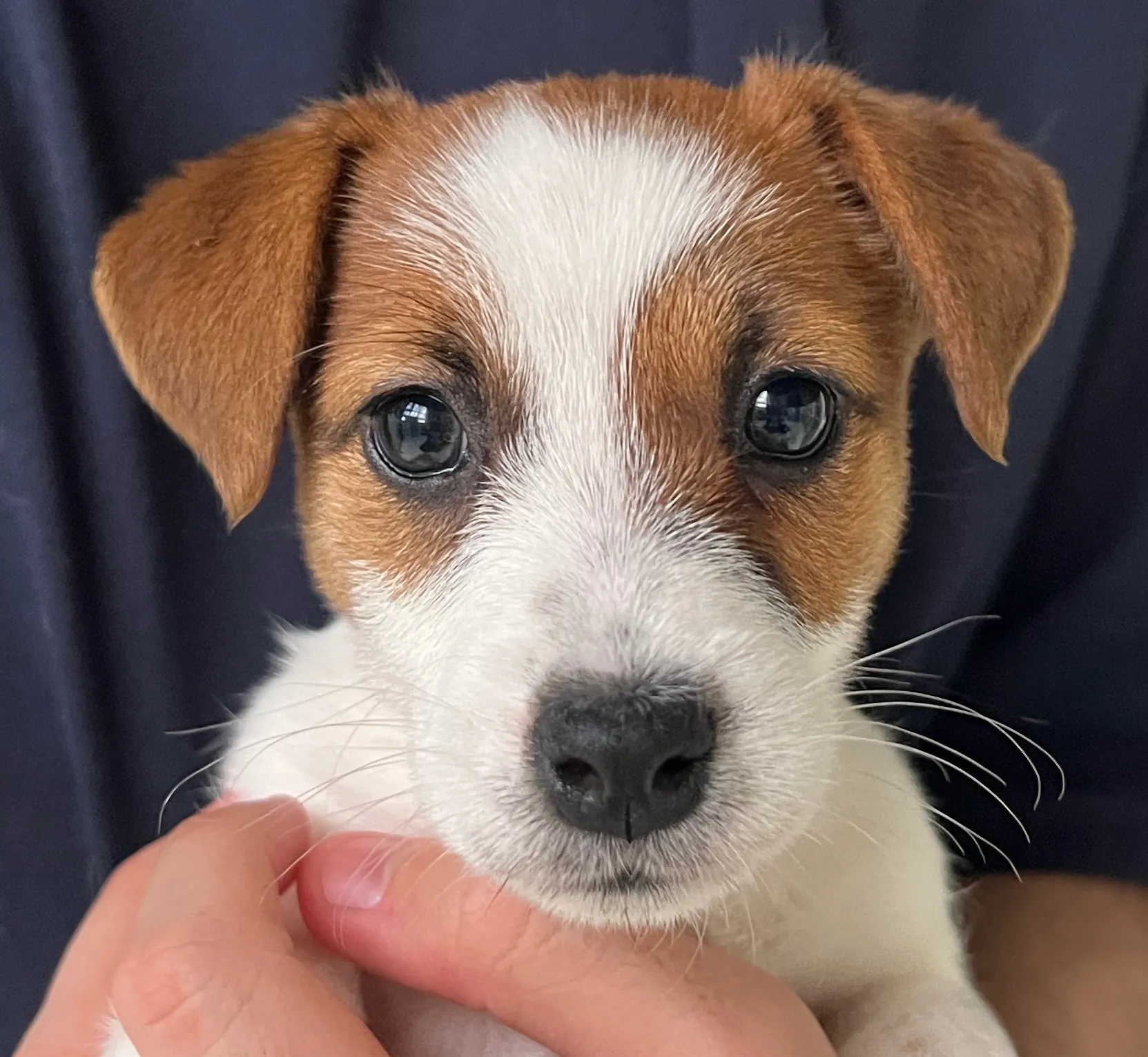 そらまめ長女ちゃん、2026年1月8日生まれ